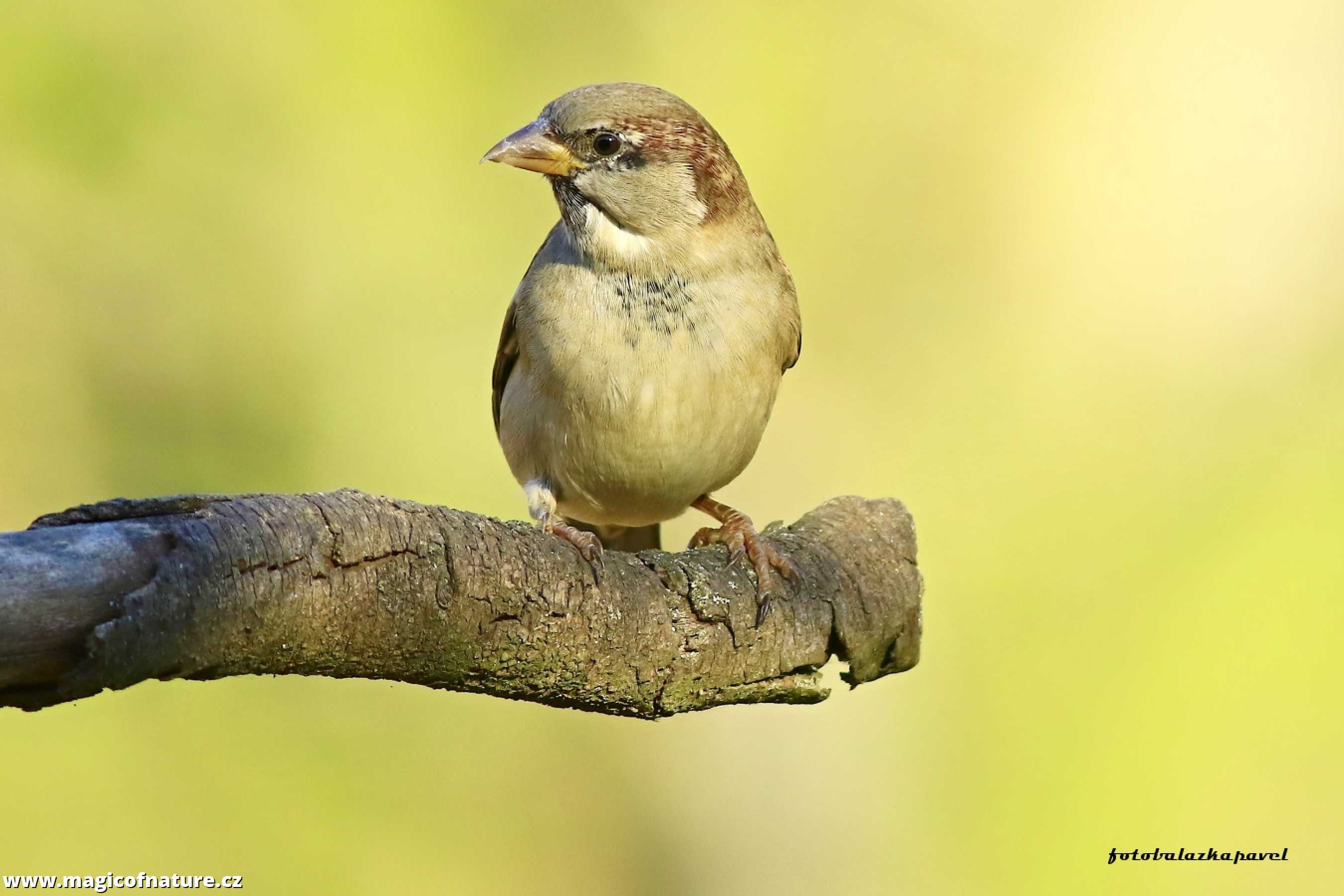 Vrabčák - Foto Pavel Balazka 1125