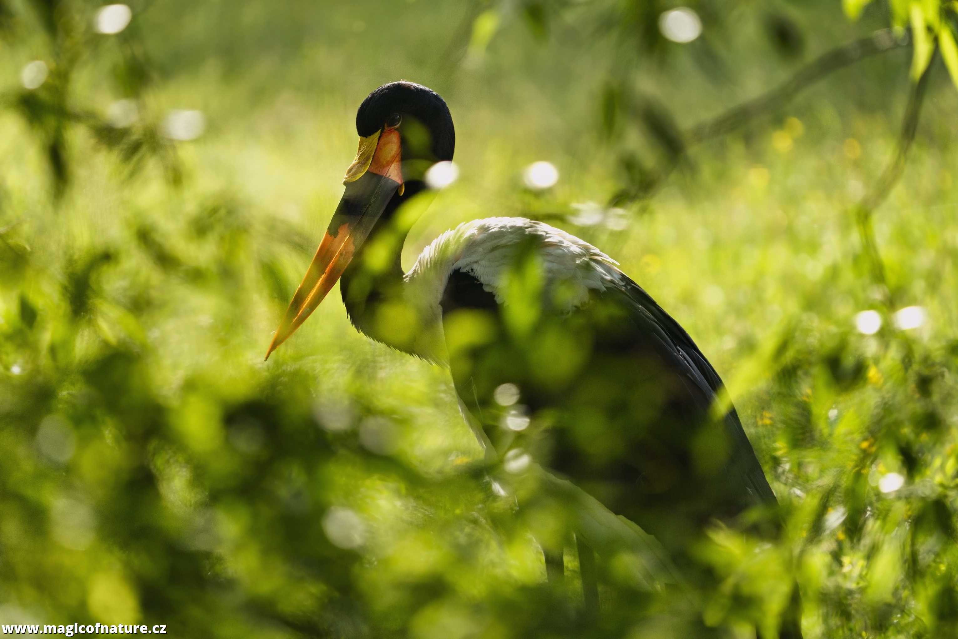 Čáp sedlatý - Foto Jana Ježková 0625