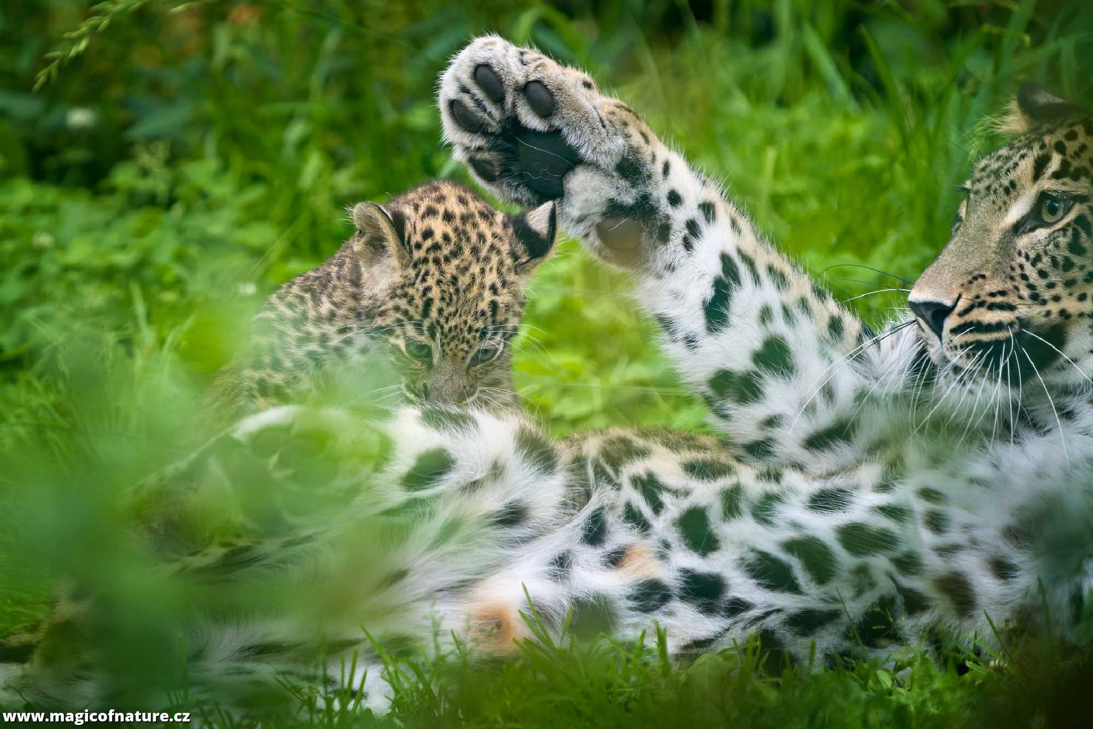 Mláďat levharta perského - Foto Jana Ježková 0725 (1)