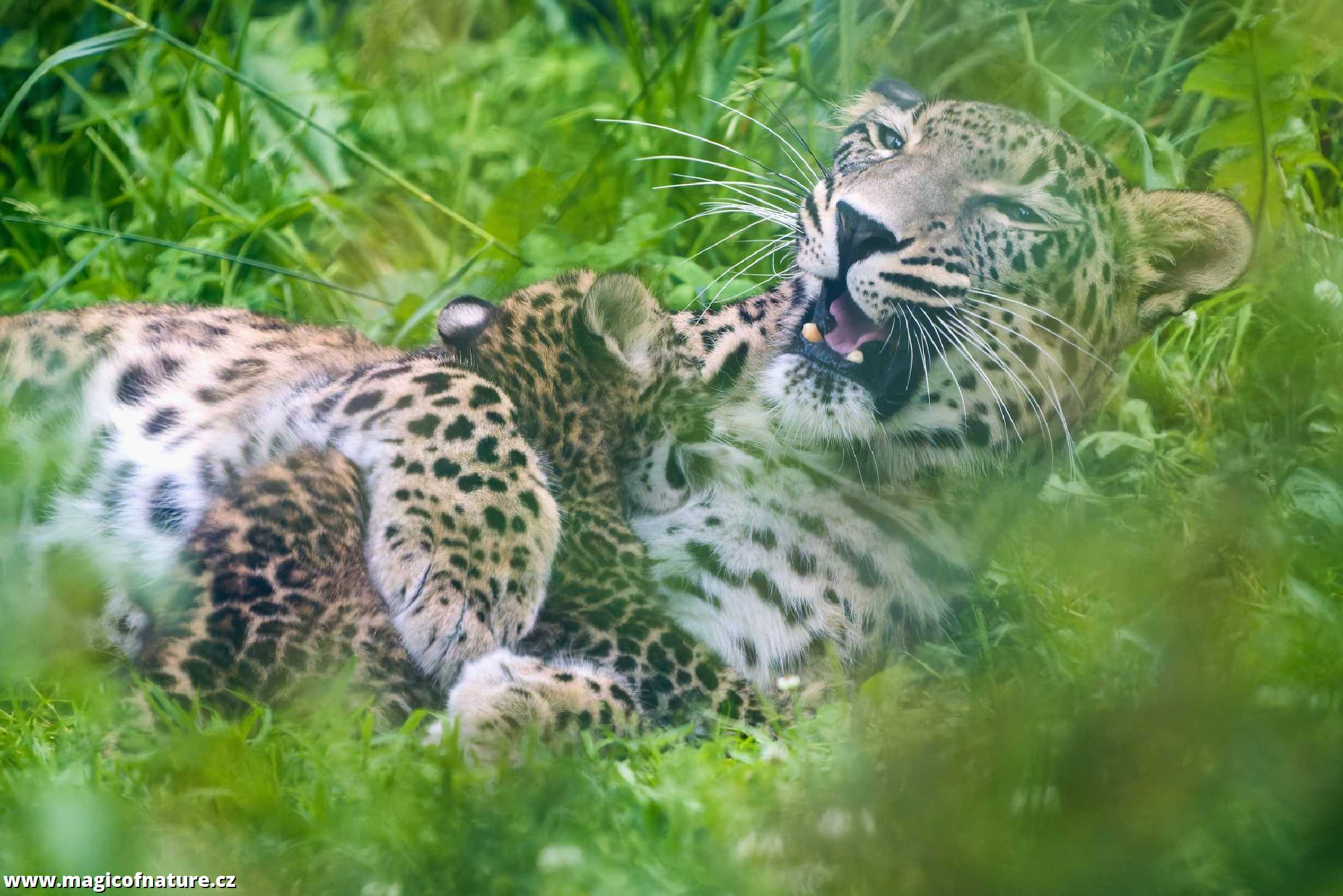 Mláďat levharta perského - Foto Jana Ježková 0725 (2)