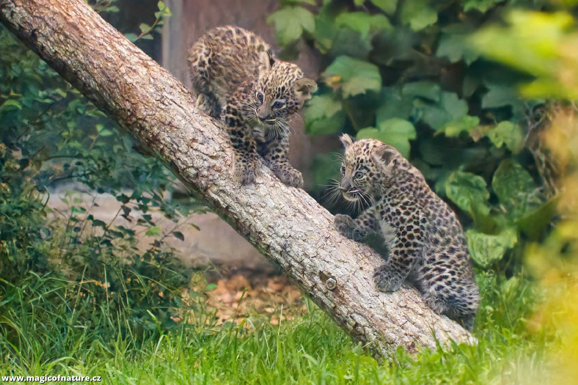 Mláďat levharta perského - Foto Jana Ježková 0725 (3)