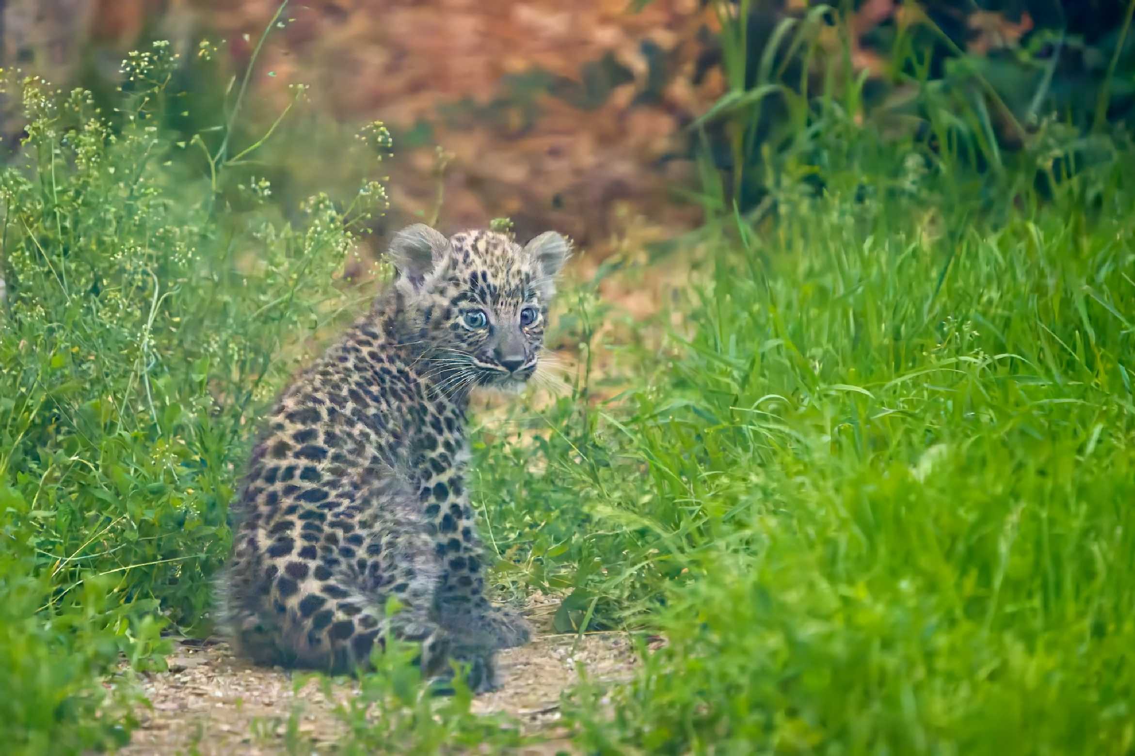 Mláďat levharta perského - Foto Jana Ježková 0725 (4)