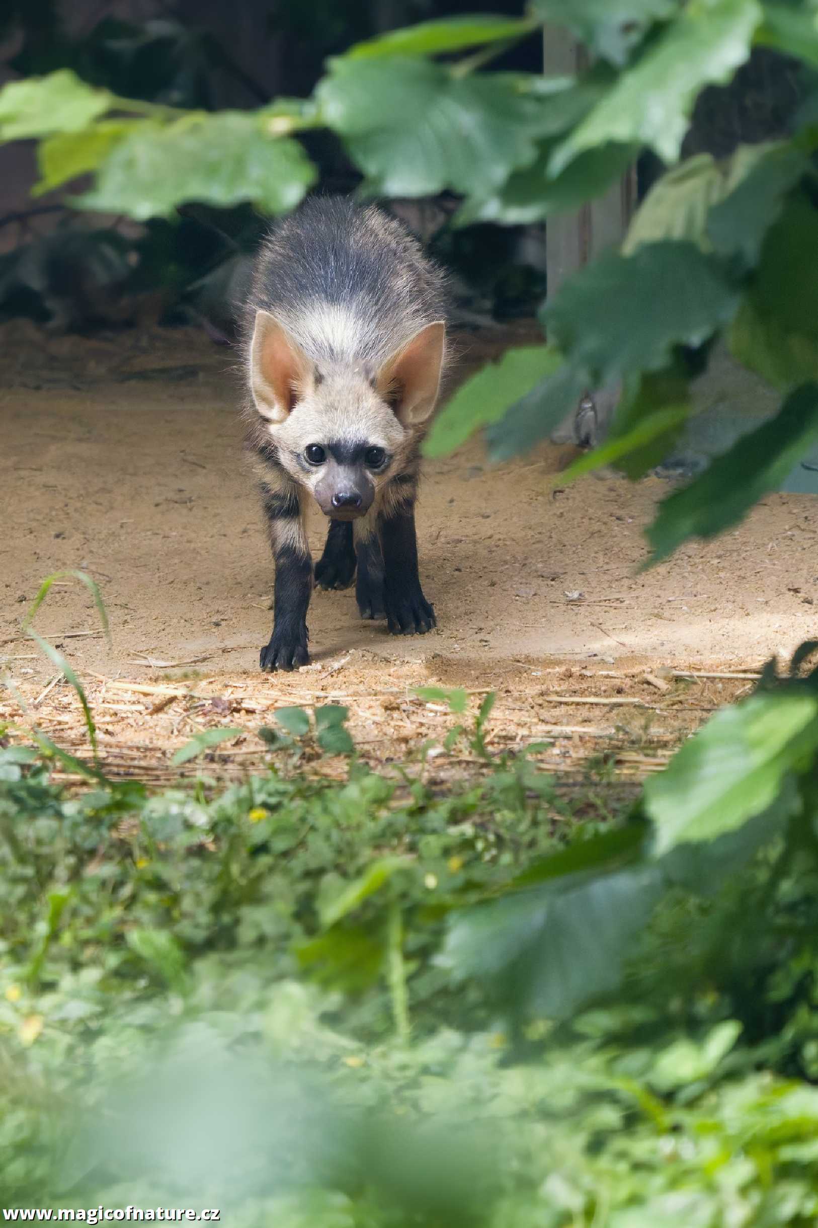 Mláďata hyenky hřívnaté - Foto Jana Ježková 0625 (1)