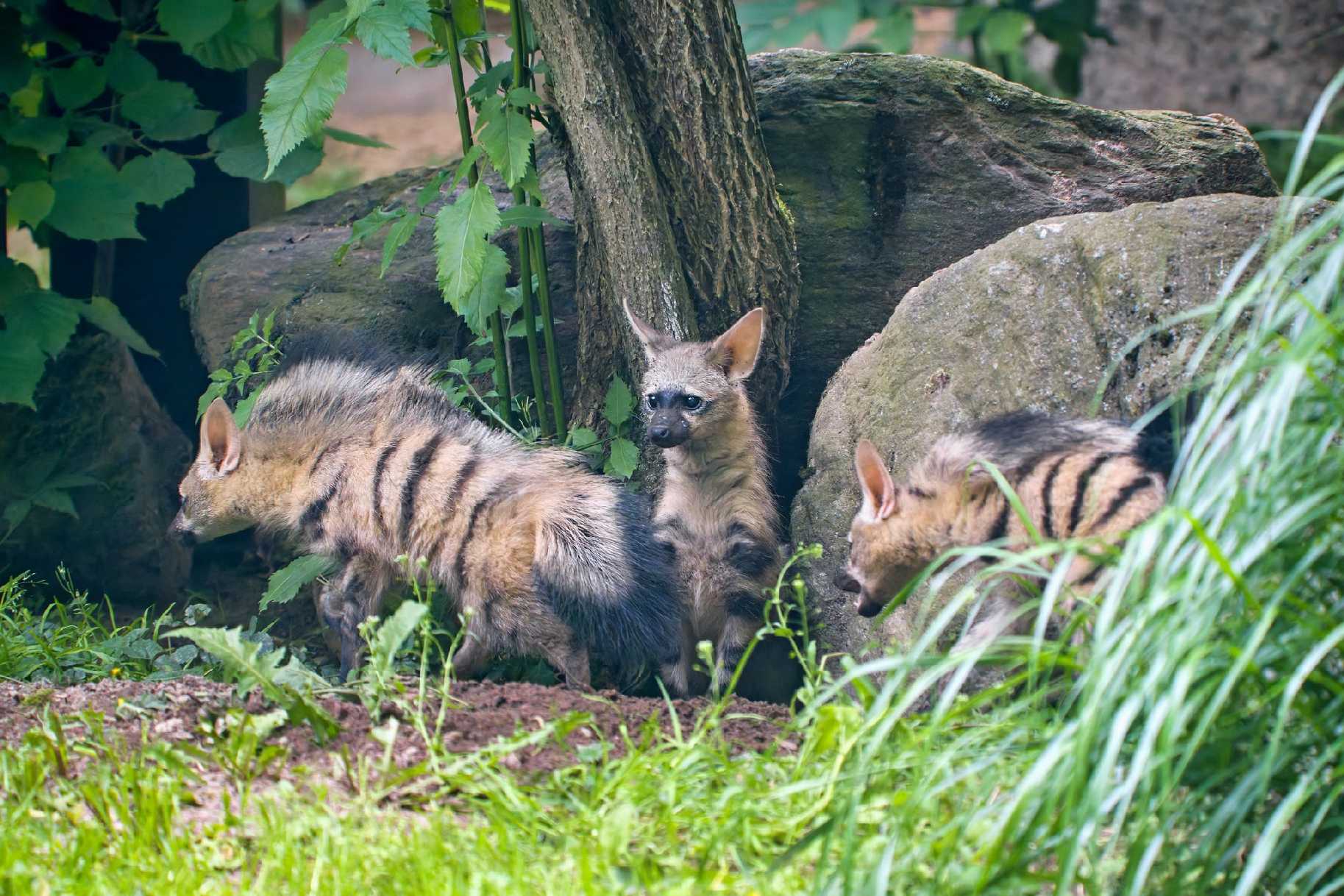 Mláďata hyenky hřívnaté - Foto Jana Ježková 0625 (2)