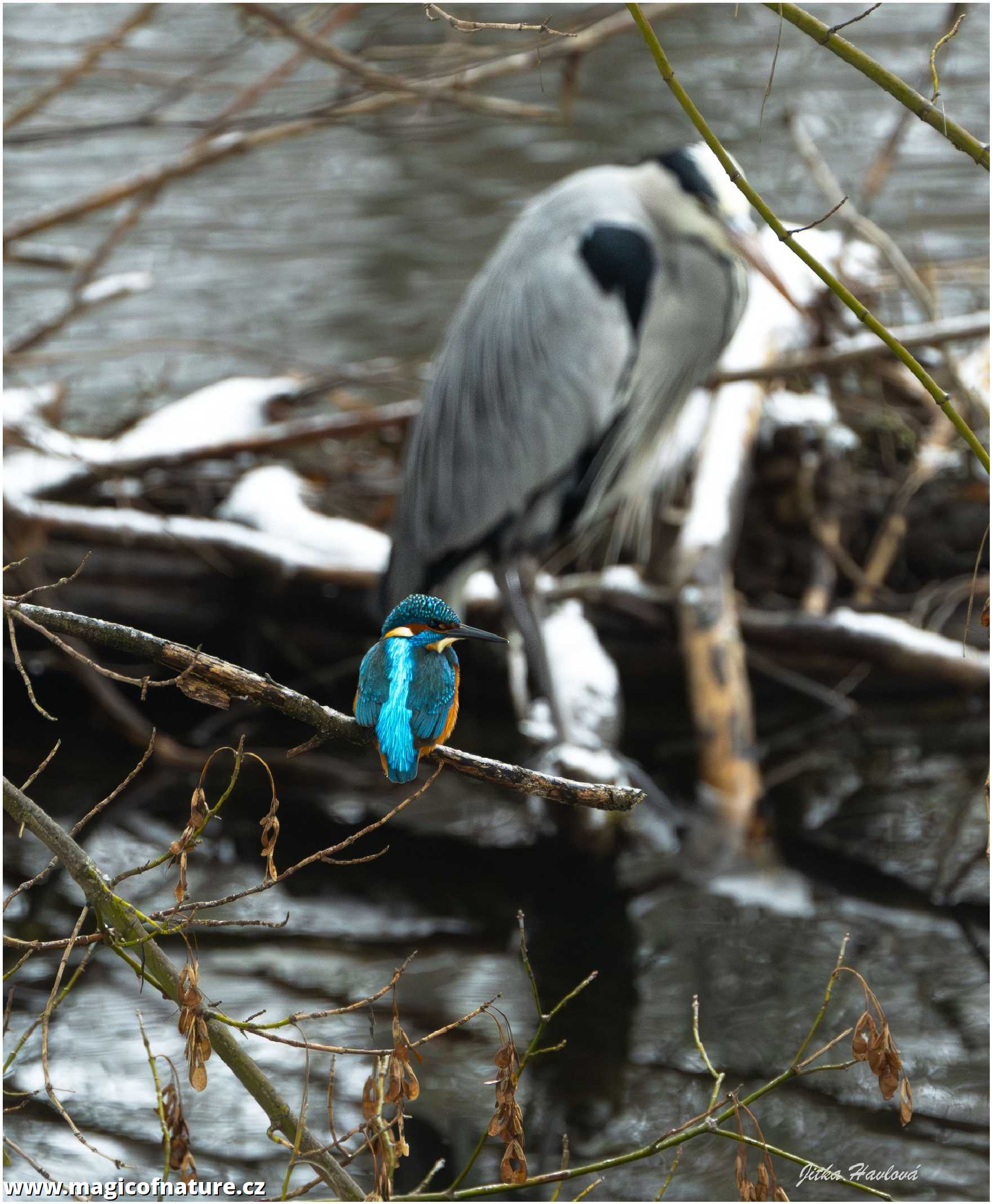 Na řece Svratce v Brně - Foto Jitka Havlová 0126