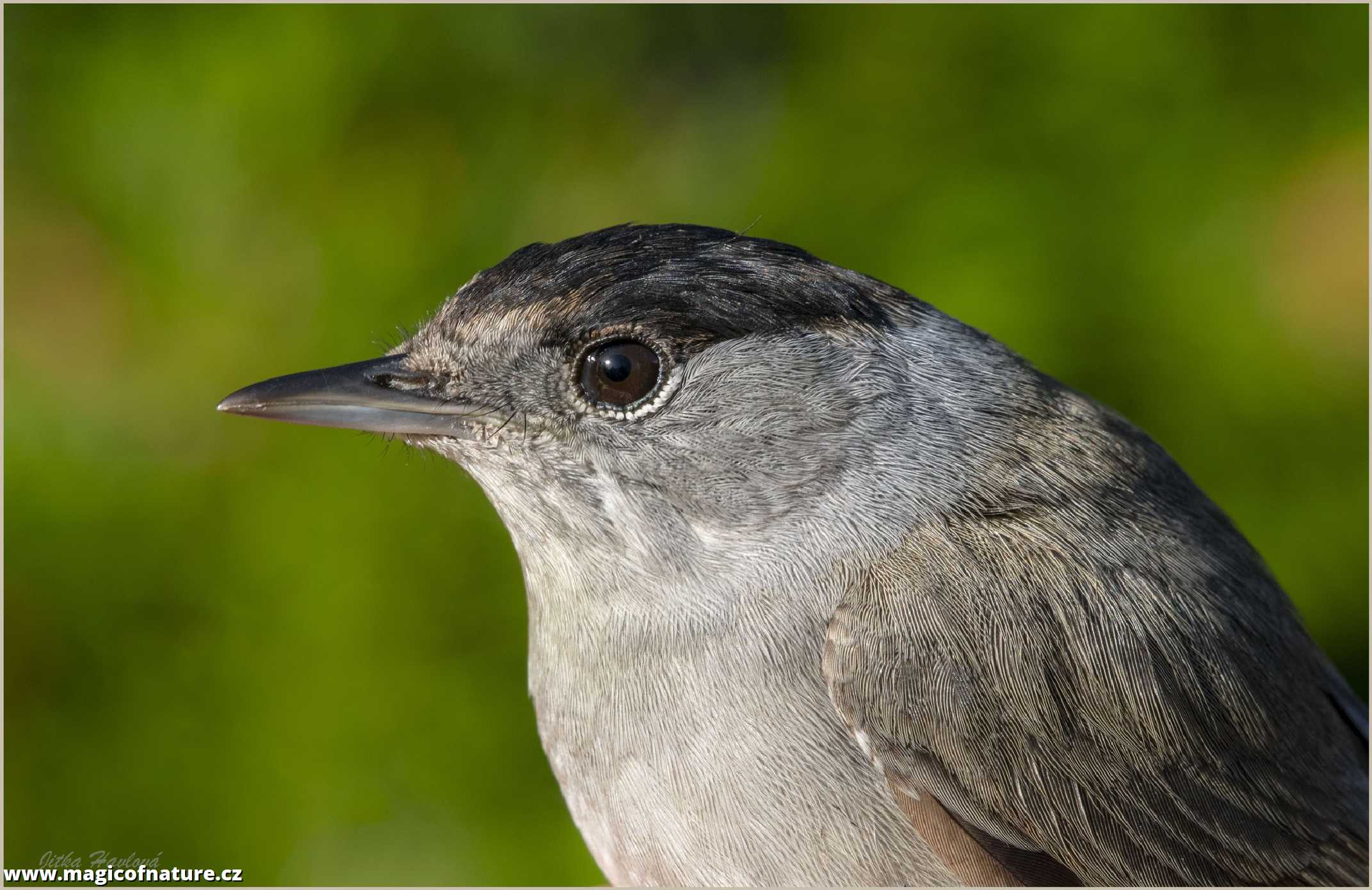 Pěnice černohlavá - samec - Foto Jitka Havlová 0226