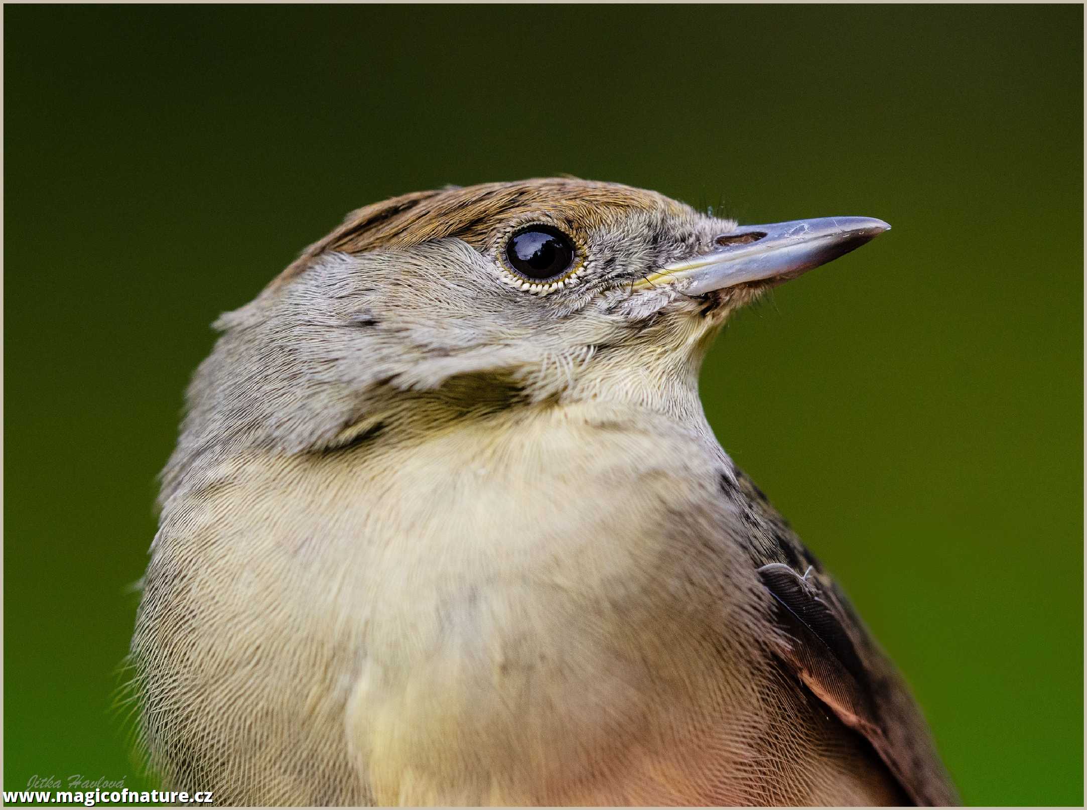 Pěnice černohlavá - samice - Foto Jitka Havlová 0226