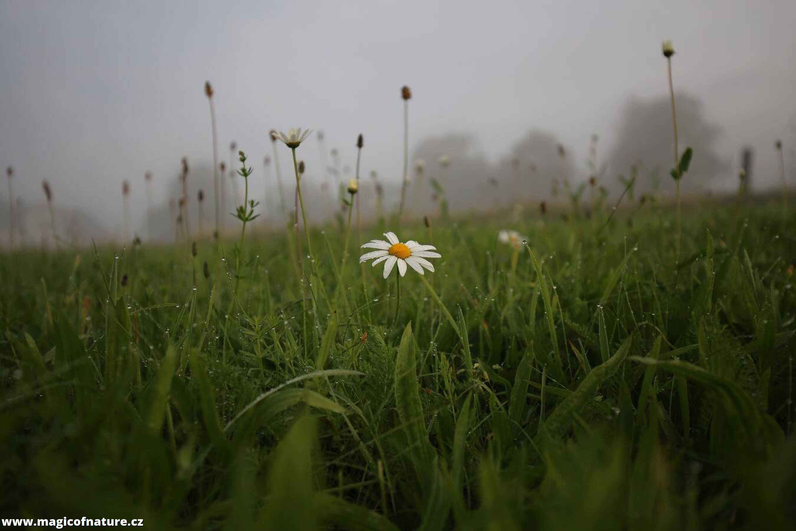 Louka - Foto Irena Wenischová 0226 (1)