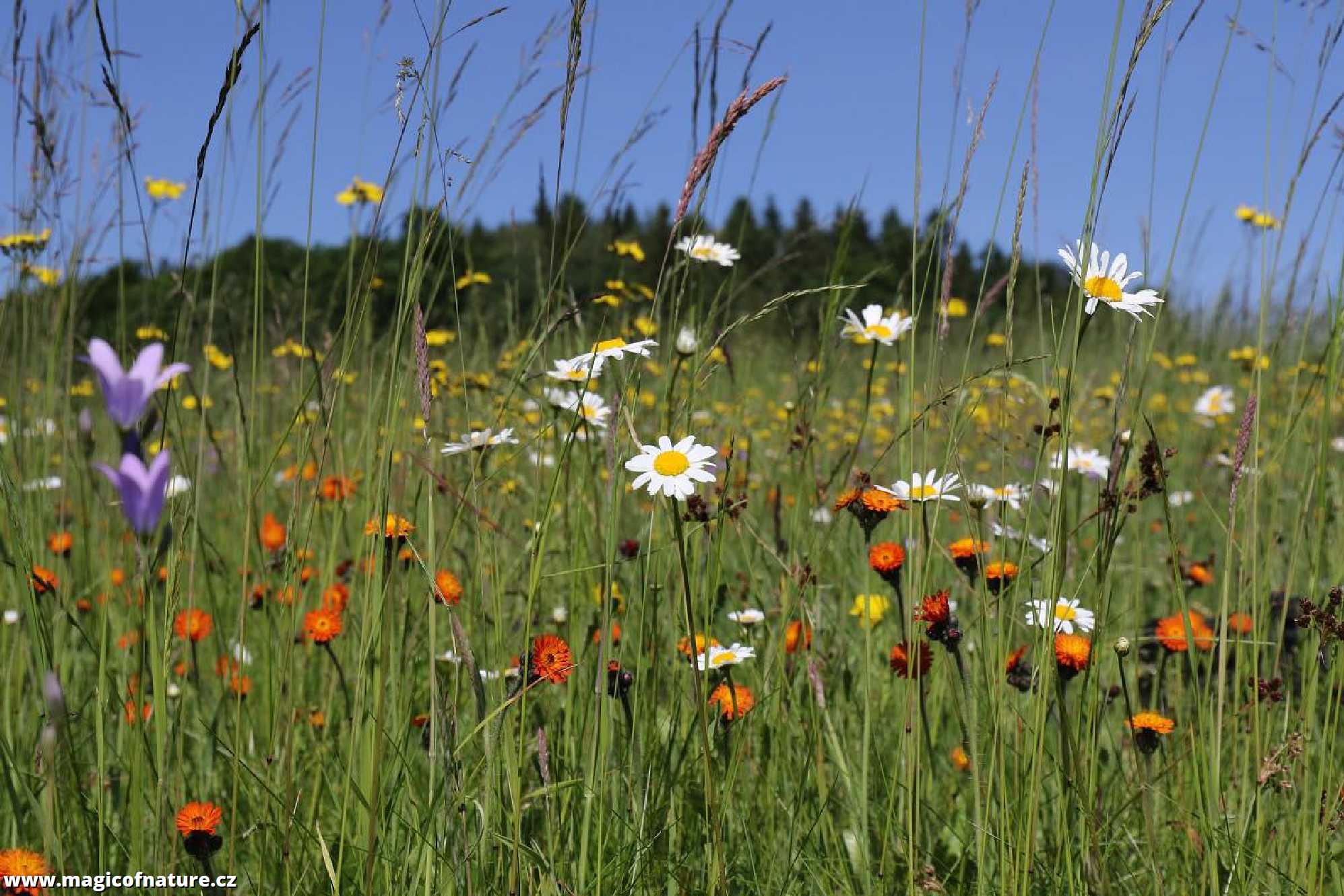 Louka - Foto Irena Wenischová 0226