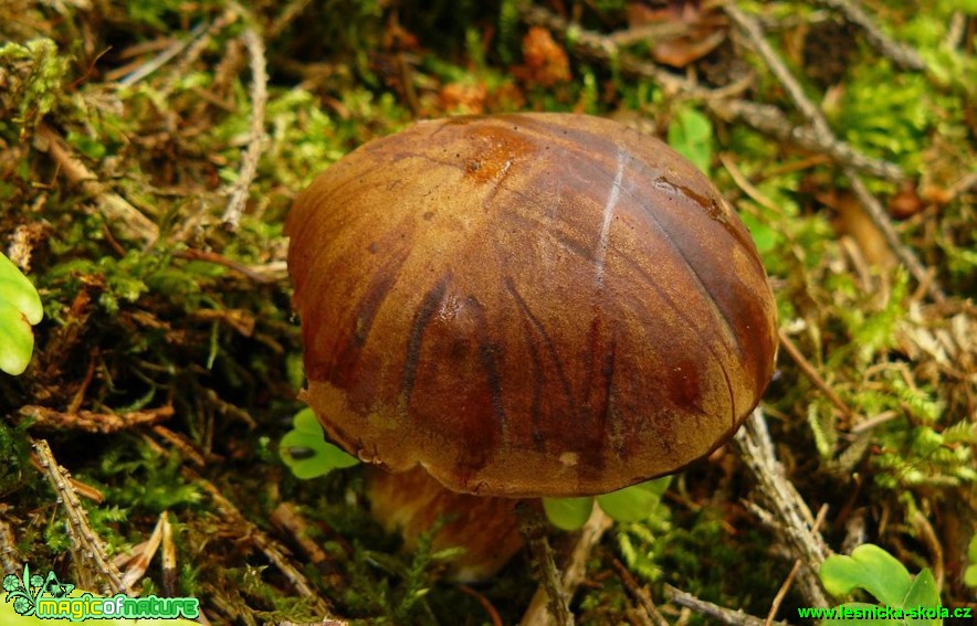 Hřib hnědý - Boletus badius - Foto Pavel Stančík