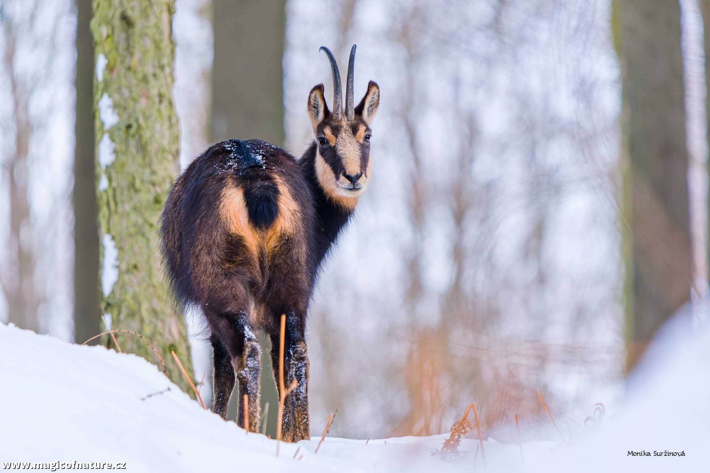 U kamzíků - Foto Monika Suržinová 0126 (4)