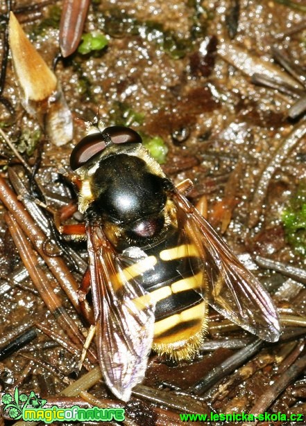 Pestřenka - Sericomyia silentis - Foto G. Ritschel