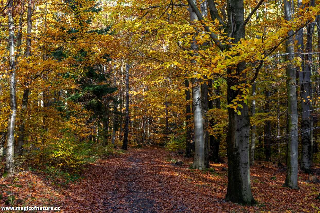 Barvy podzimu - Foto Petr Germanič 1026 (1)
