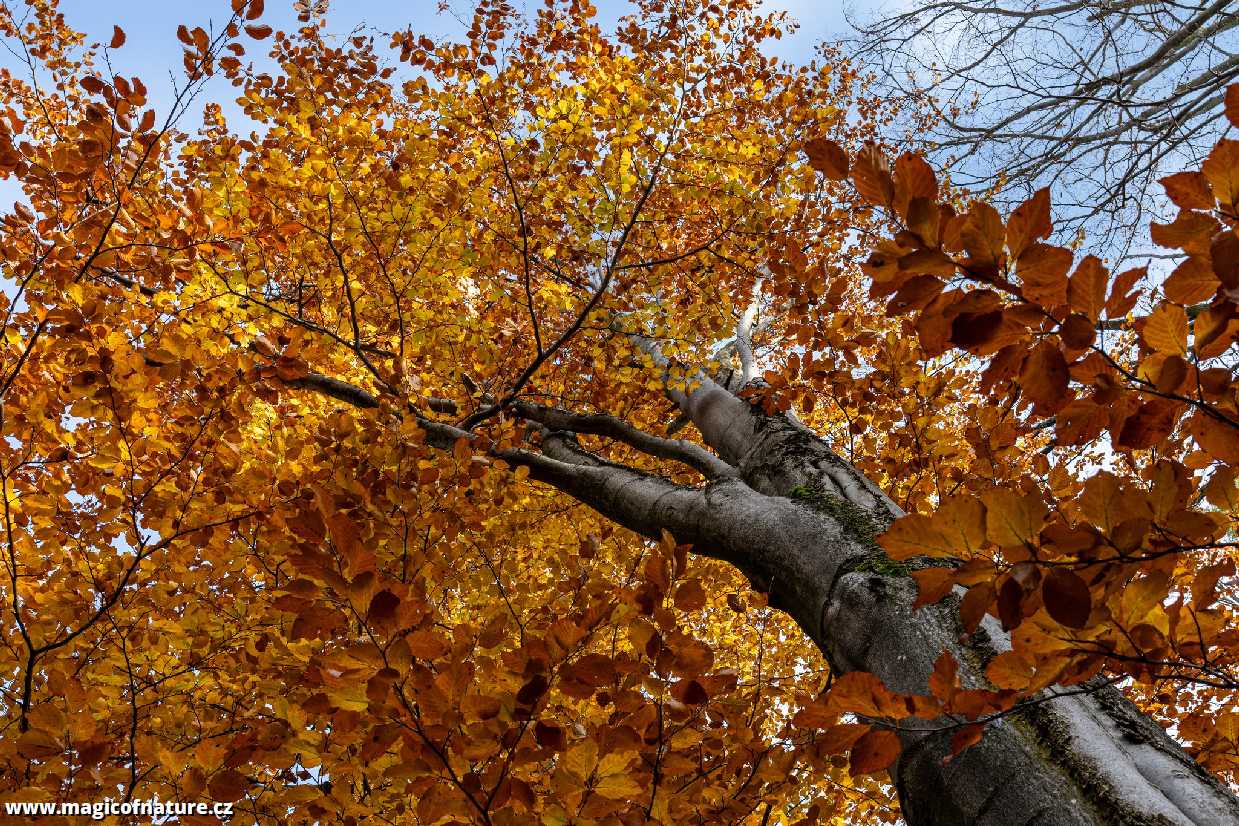 Barvy podzimu - Foto Petr Germanič 1026 (2)