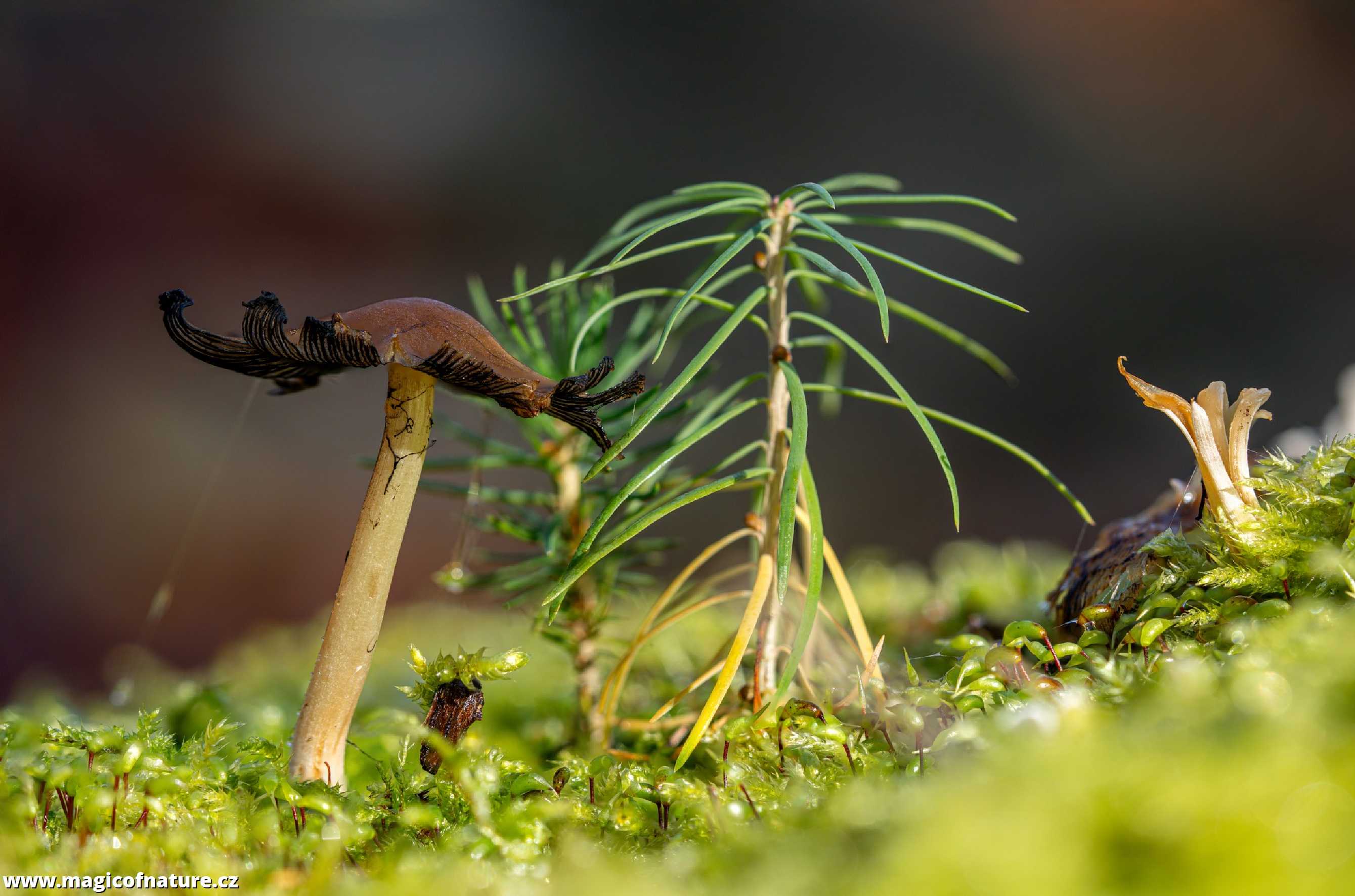 Zelený mikrokosmos - Foto Petr Germanič 1125 (1)