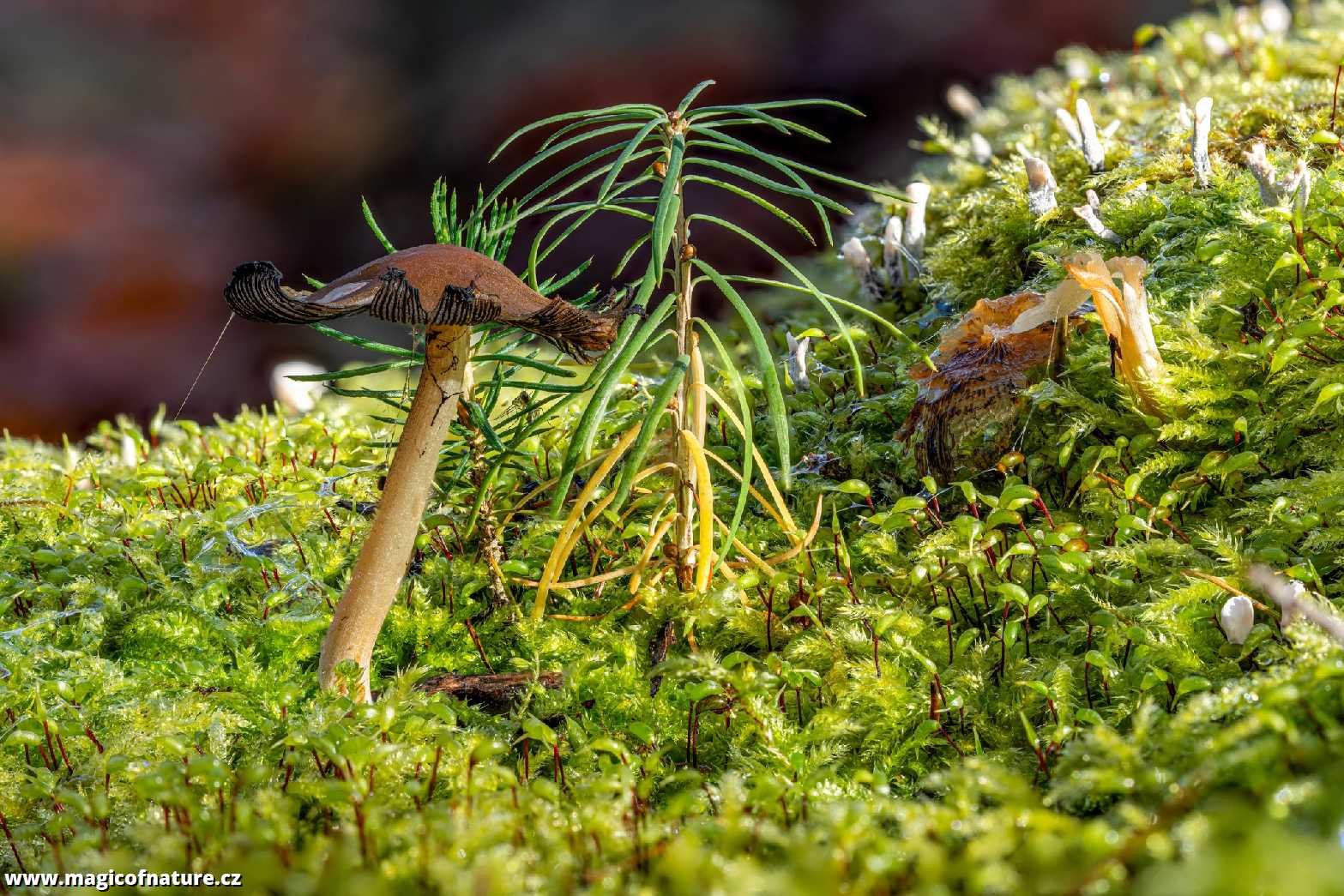 Zelený mikrokosmos - Foto Petr Germanič 1125