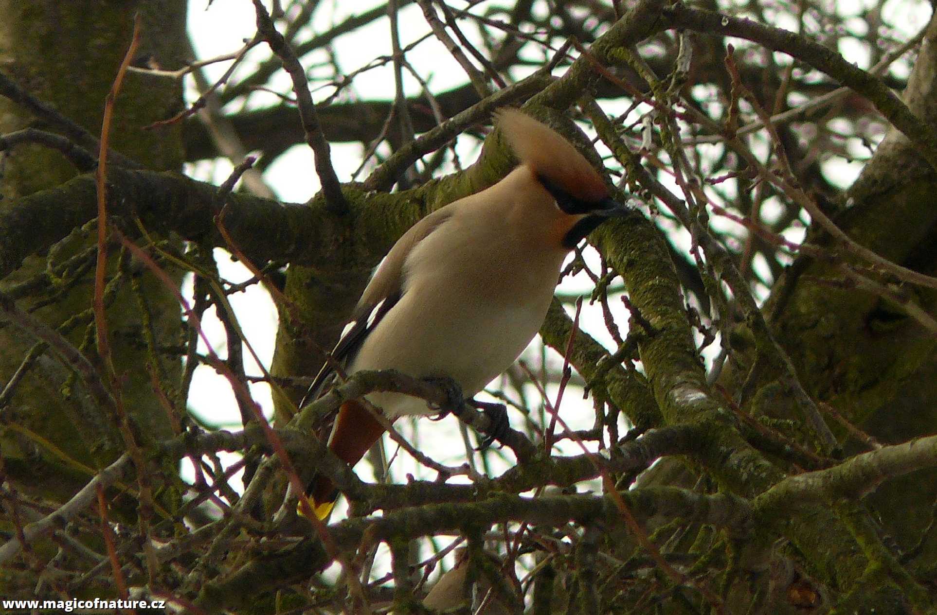 Brkoslav severní - papoušek severu - Foto Pavel Stančík 0226 (1)