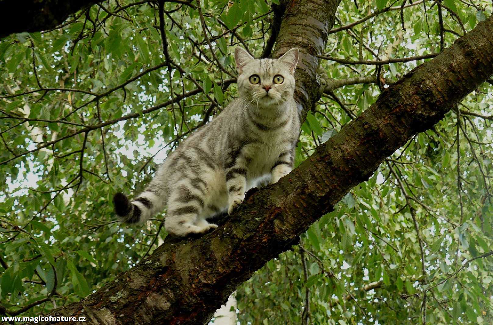 Kočičí stromové hrátky - Foto Pavel Stančík 0226 (2)