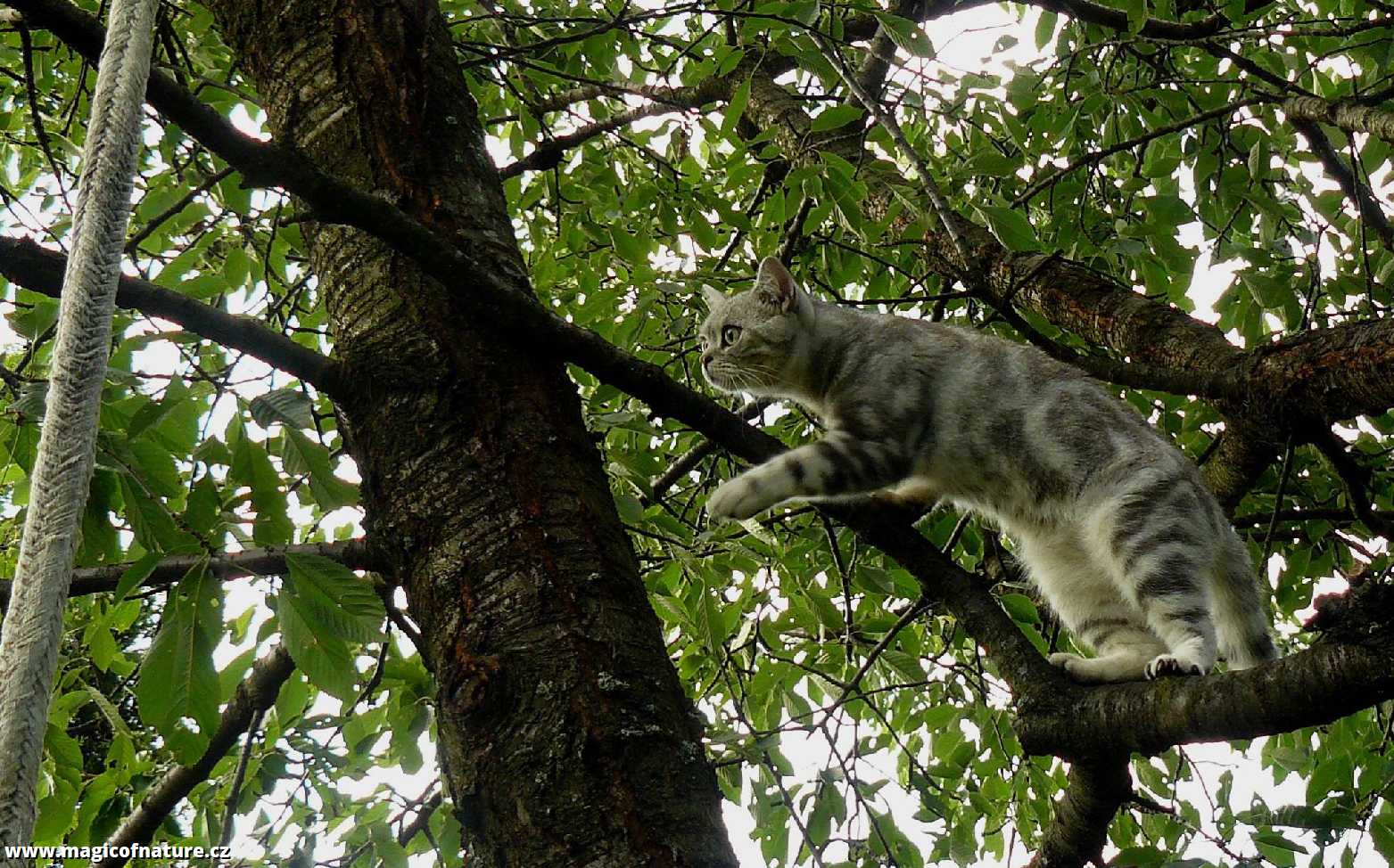 Kočičí stromové hrátky - Foto Pavel Stančík 0226 (3)