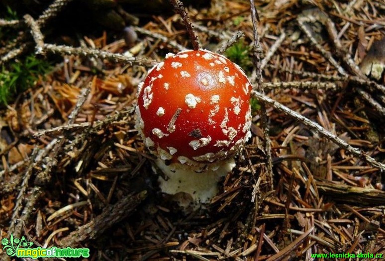 Muchomůrka červená - Amanita muscaria - Foto Pavel Stančík