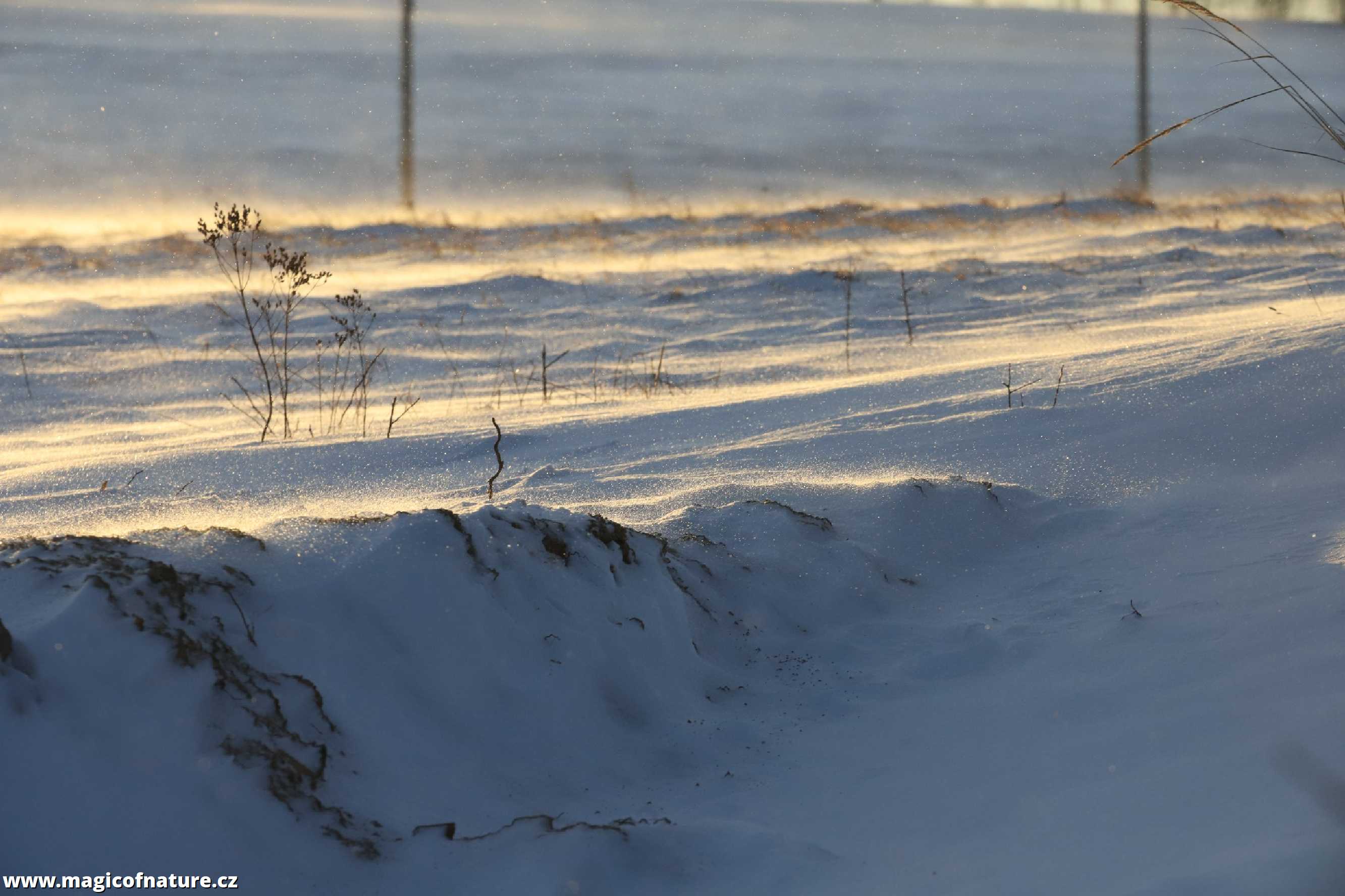 Mrazivo a větrno - Foto Ladislav Jonák 0126 (3)
