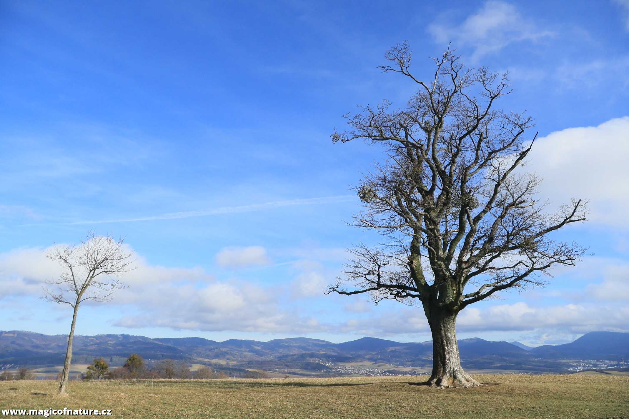 U javoru - Foto Ladislav Jonák 0226