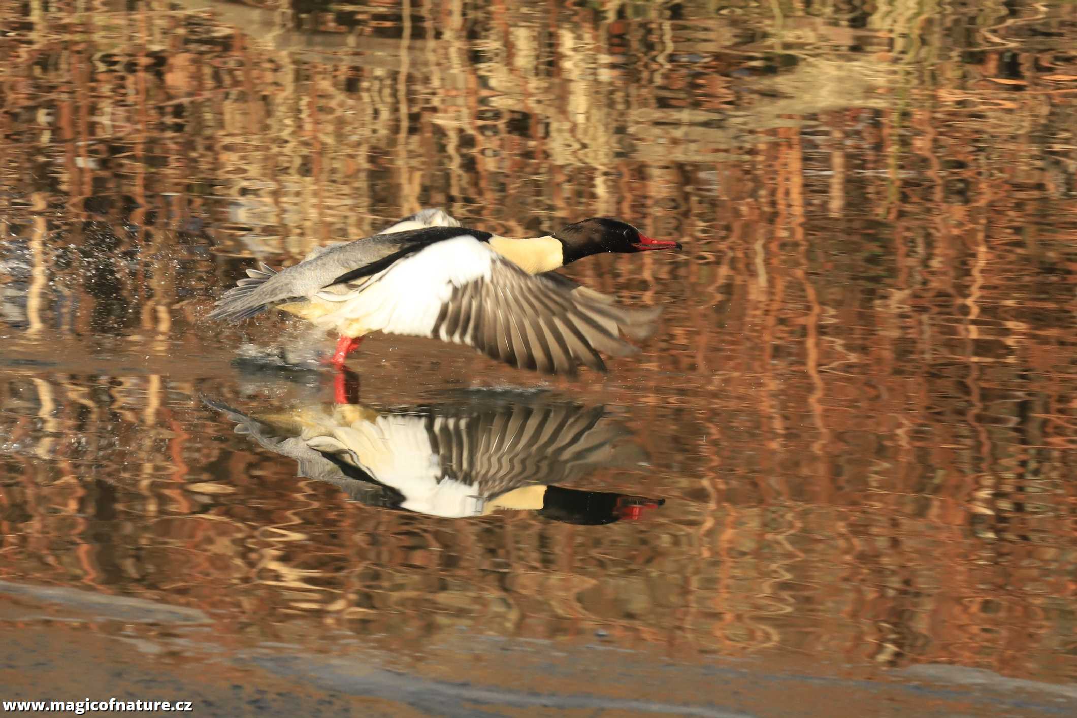 Vzlet morčáka - Foto Ladislav Jonák 0126 (1)