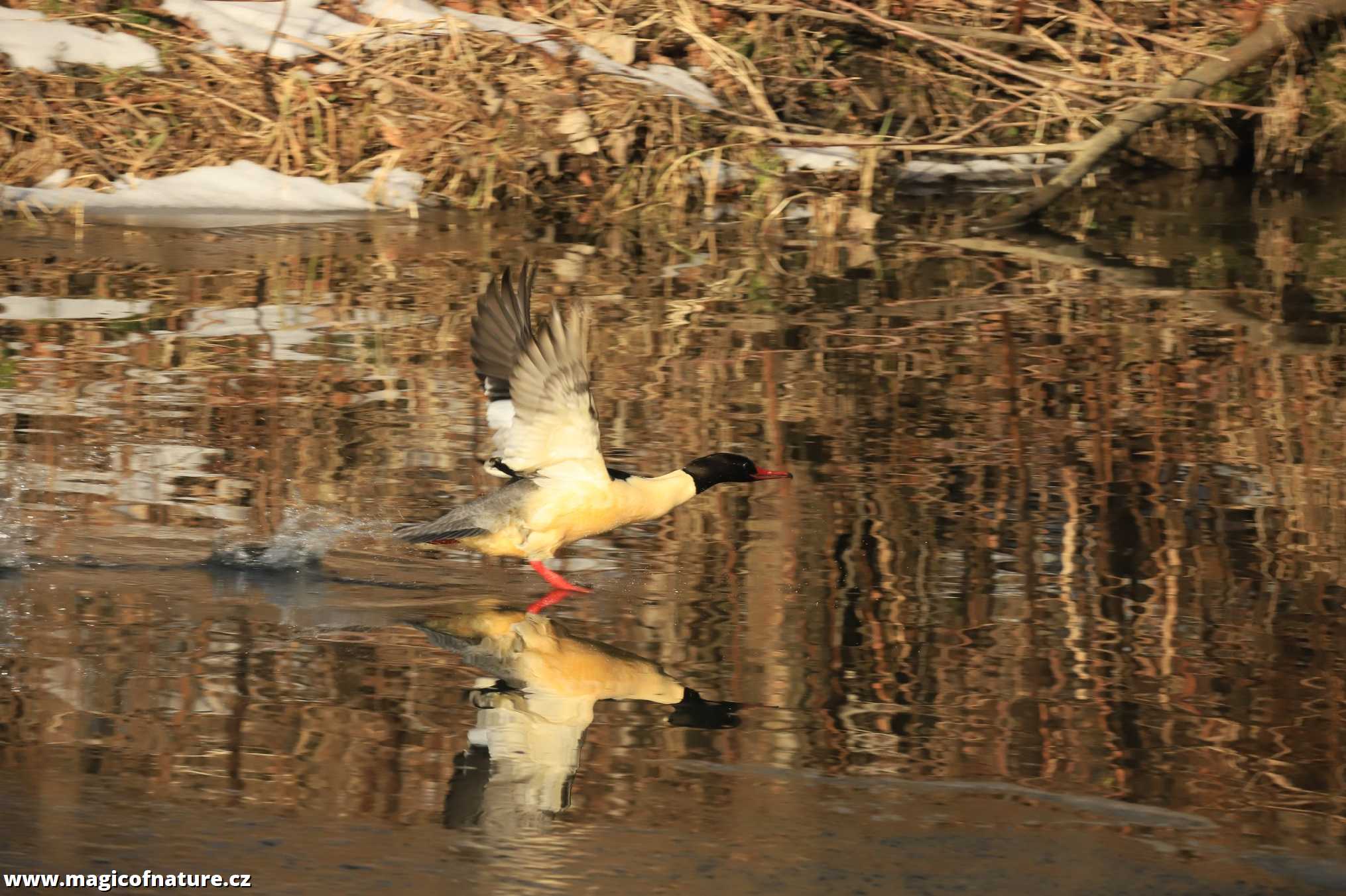 Vzlet morčáka - Foto Ladislav Jonák 0126 (2)