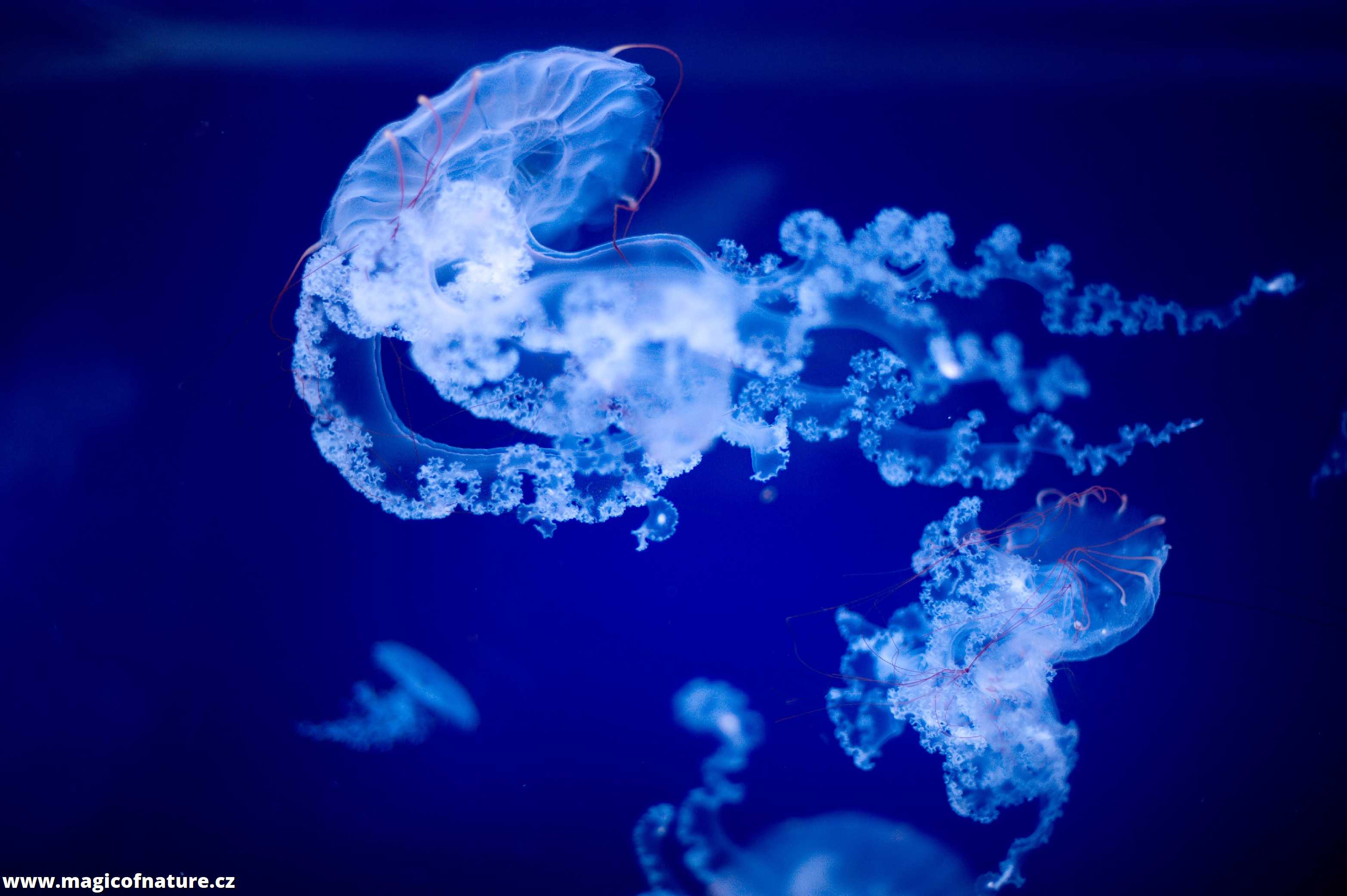 V medúzáriu - Foto Tomáš Kunze 0126 (2)