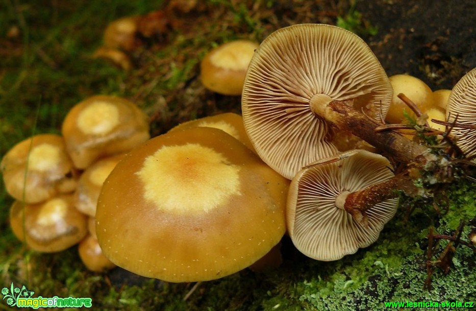 Opeňka měnlivá - Kuehneromyces mutabilis - Foto Pavel Stančík