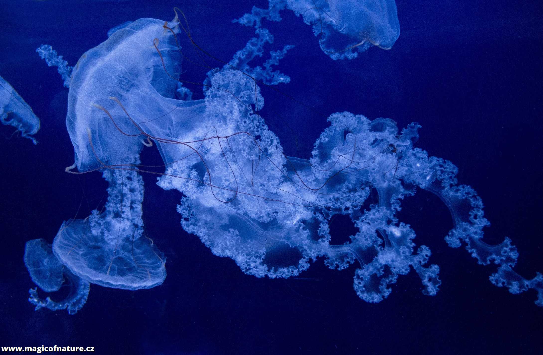 V medúzáriu - Foto Tomáš Kunze 0126 (6)