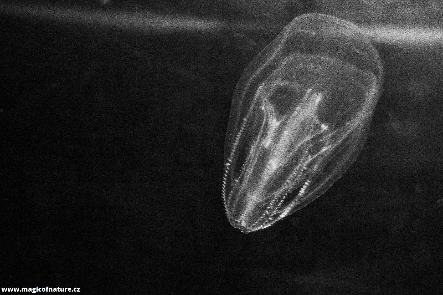 V medúzáriu - Foto Tomáš Kunze 0126 (9)