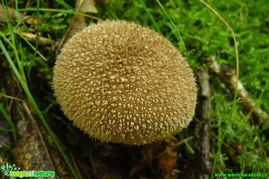 Pýchavka huňatá - Lycoperdon umbrinum - Foto Pavel Stančík