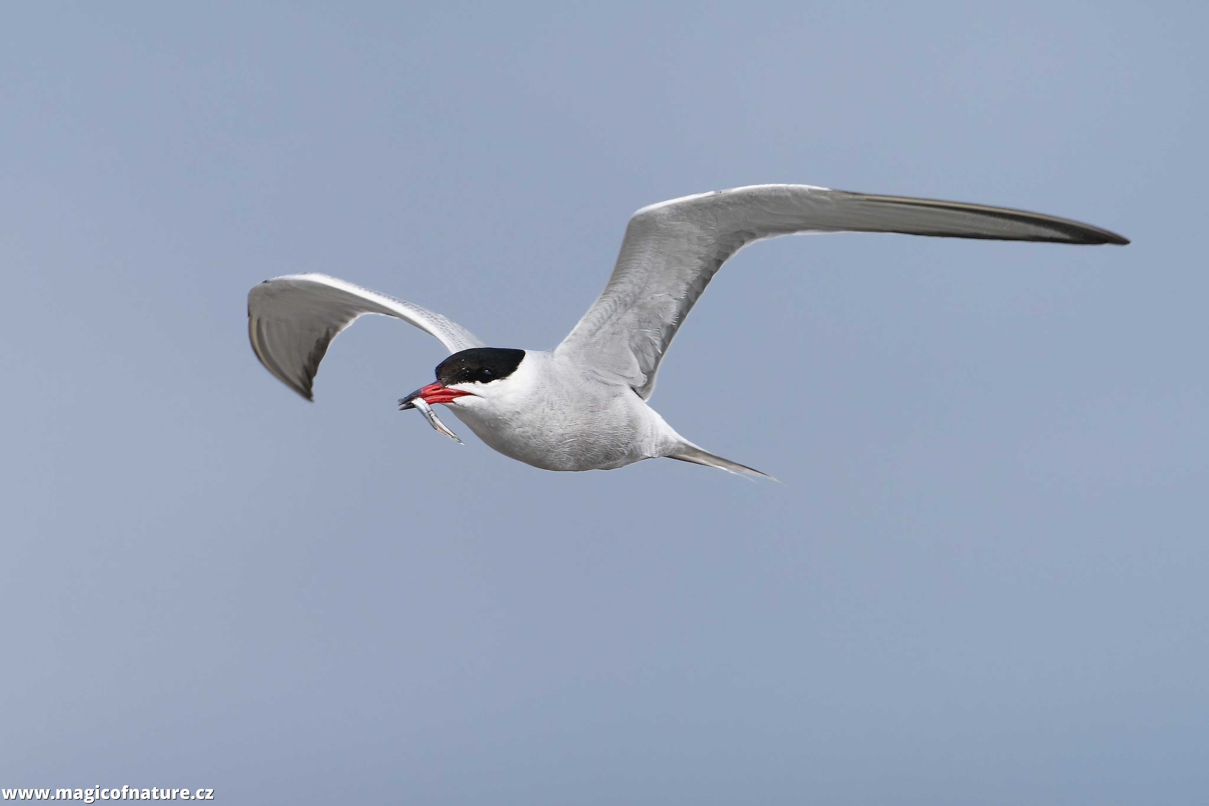 Rybák obecný s úlovkem - Foto Jana Ježková 0725