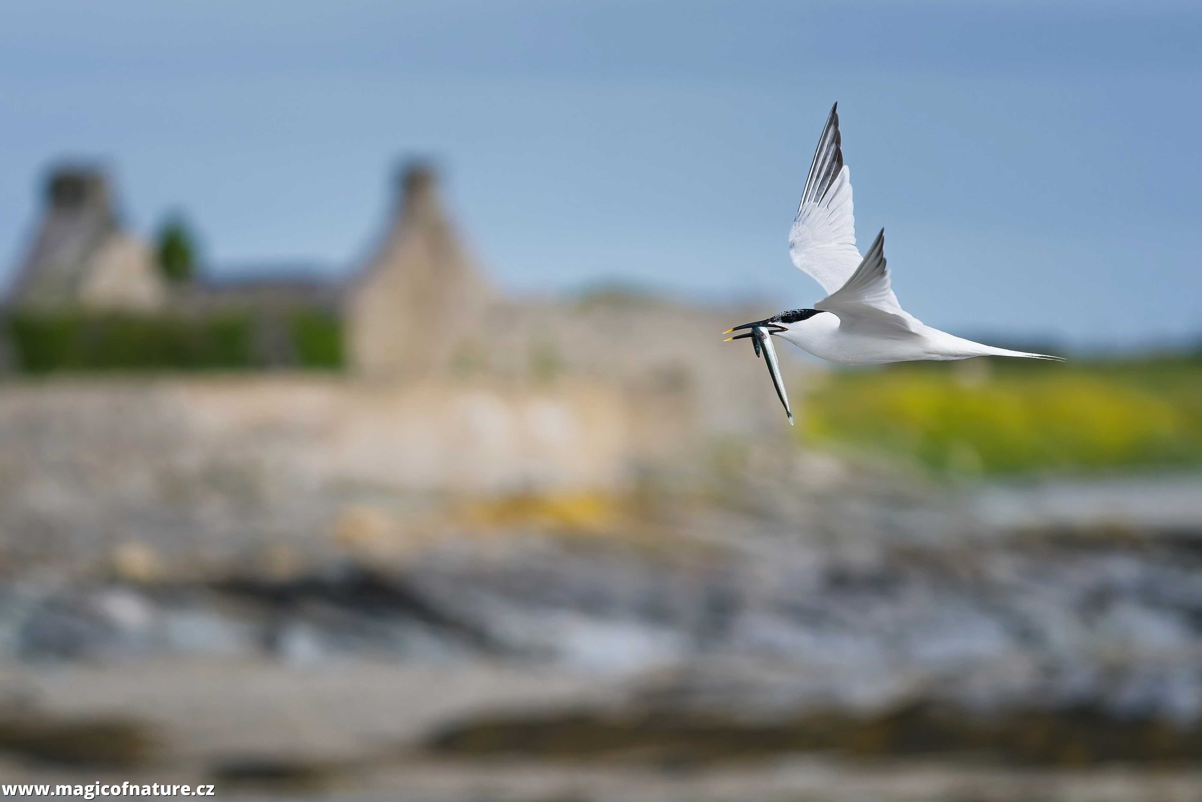 Rybák severní s úlovkem - Foto Jana Ježková 0725