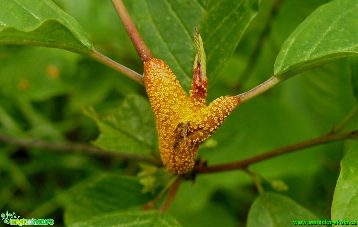 Rez ovesná - Puccinia coronata - Foto Pavel Stančík