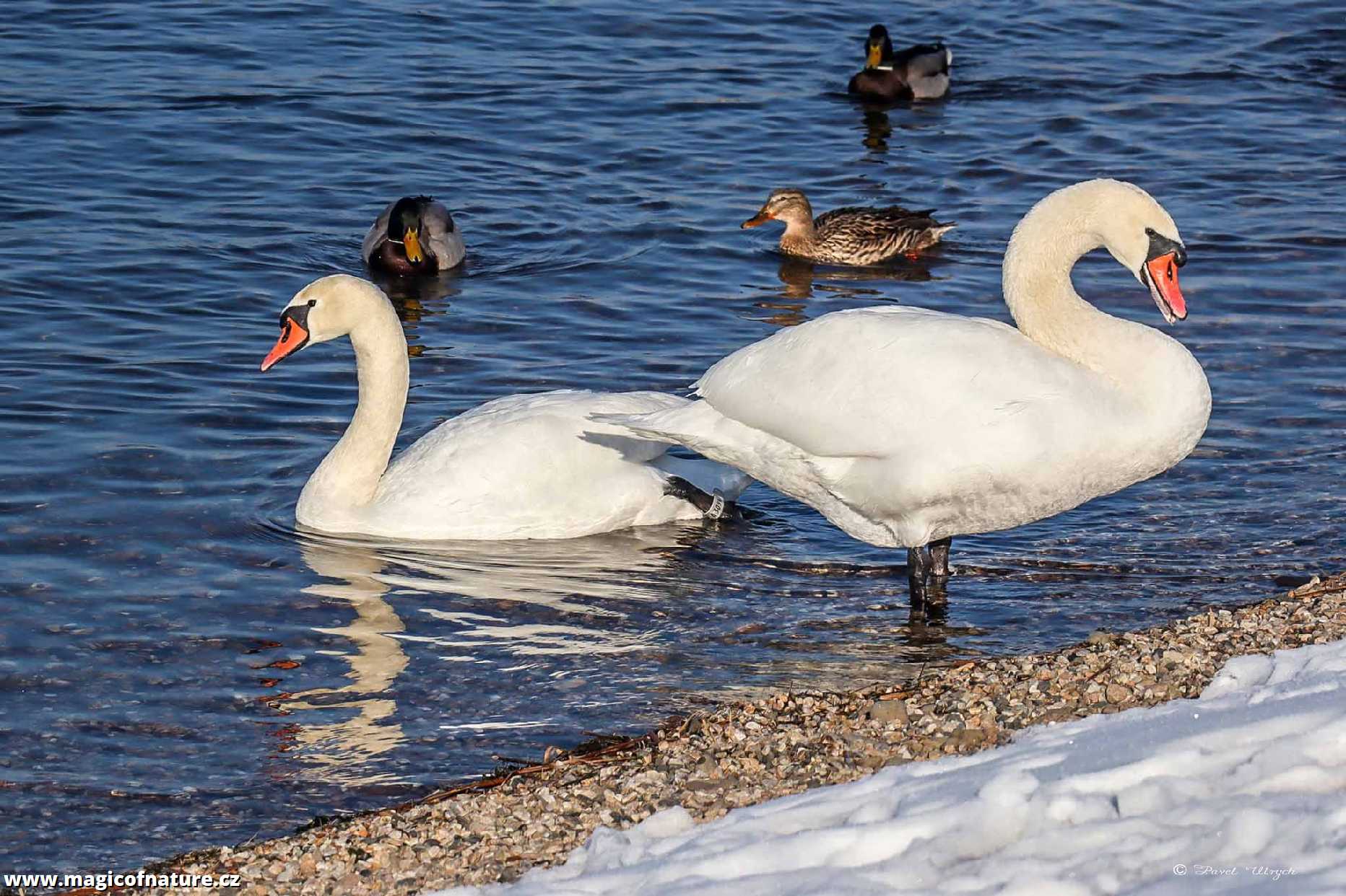 Na procházce kolem Jezera Most - Foto Pavel Ulrych 0226 (5)