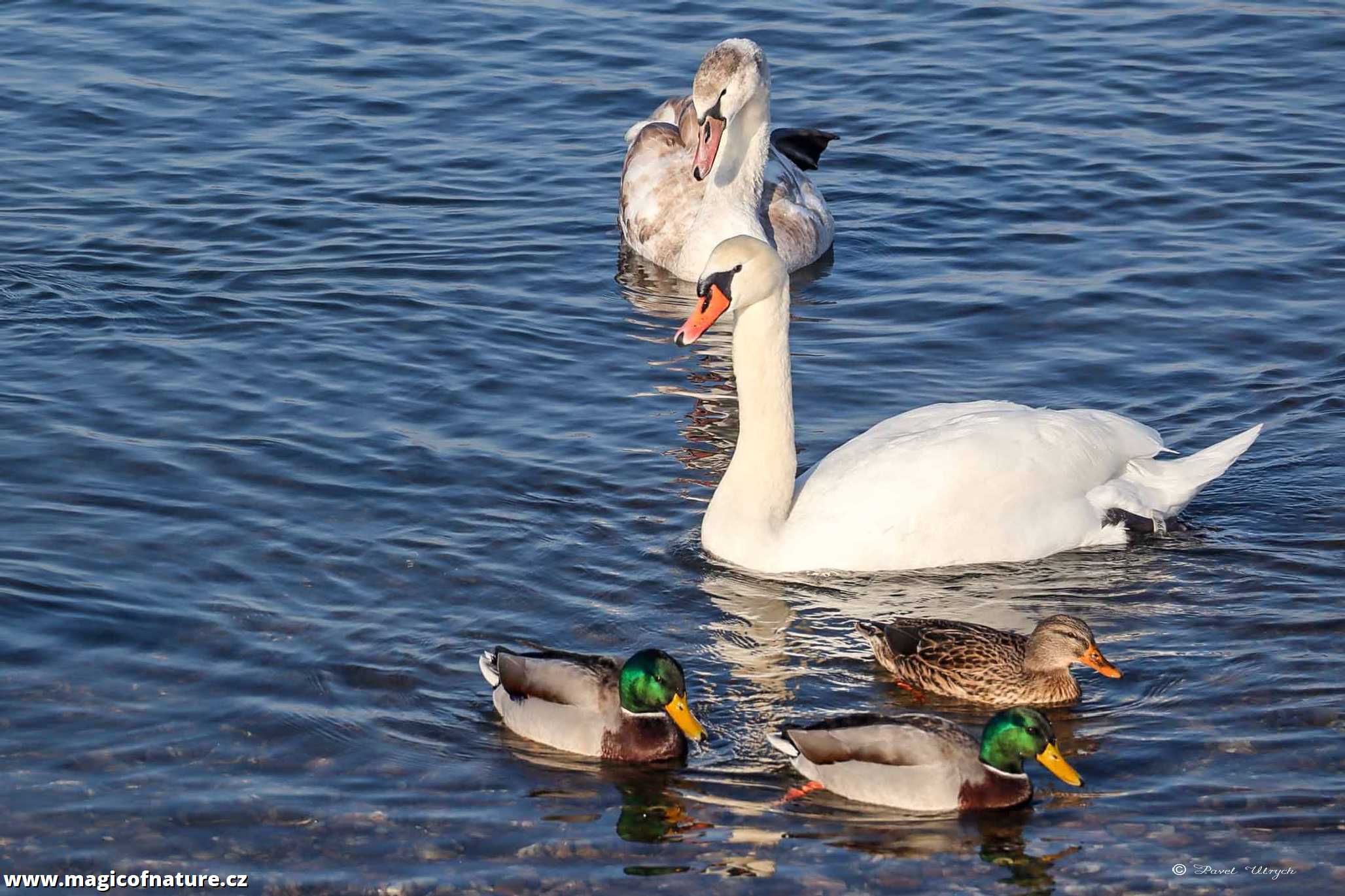 Na procházce kolem Jezera Most - Foto Pavel Ulrych 0226 (6)