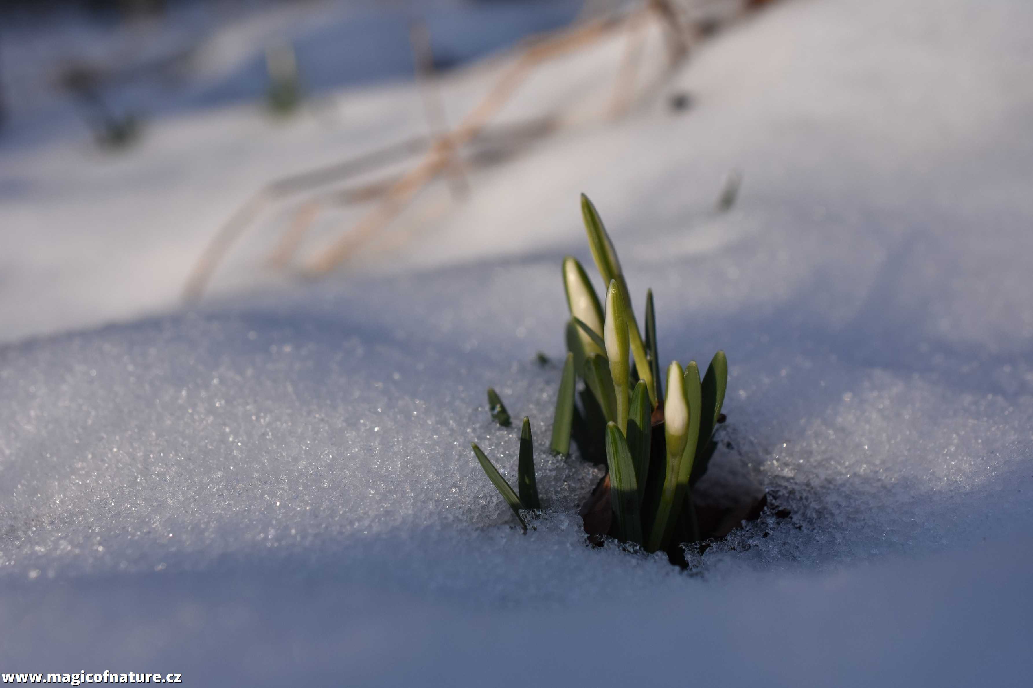 První signály jara - Foto Marie Vykydalová 0226 (2)