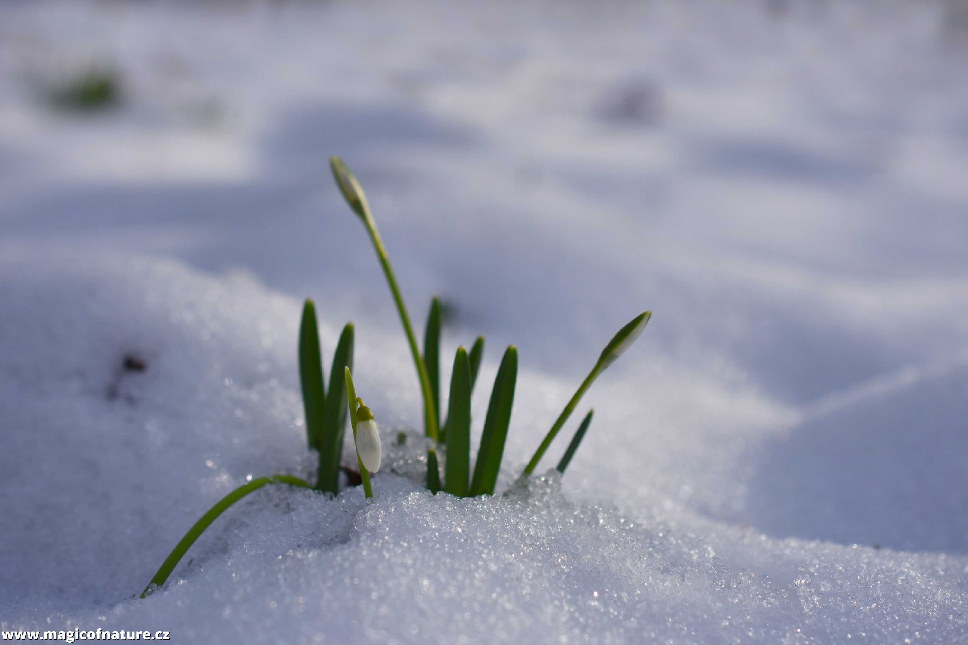 První signály jara - Foto Marie Vykydalová 0226 (3)