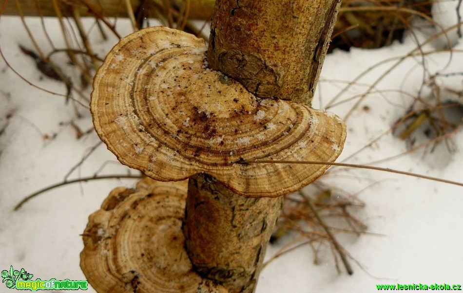 Síťkovec načervenalý - Daedaleopsis confragosa - Foto Pavel Stančík