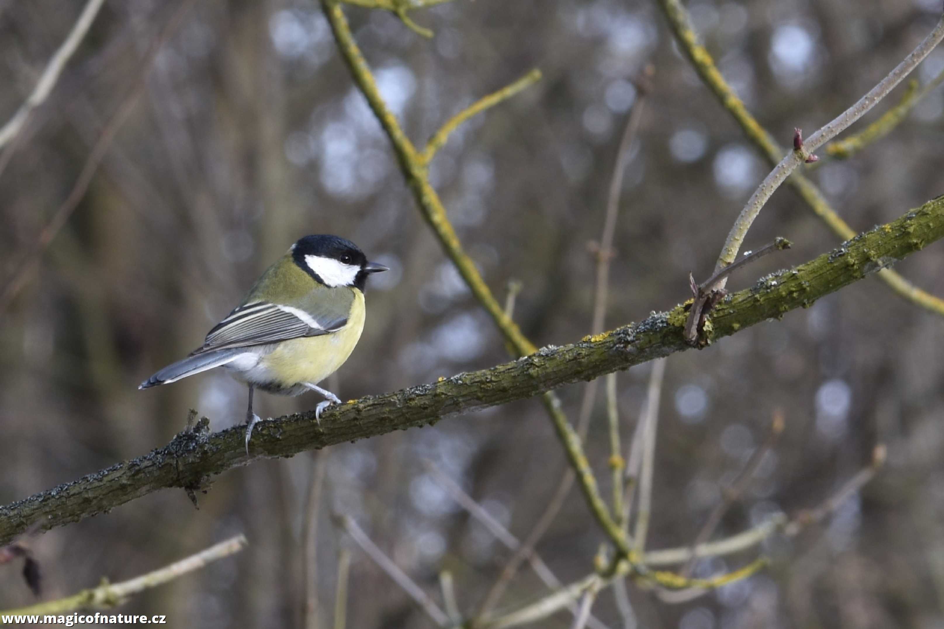 Sýkorka - Foto Marie Vykydalová 0226