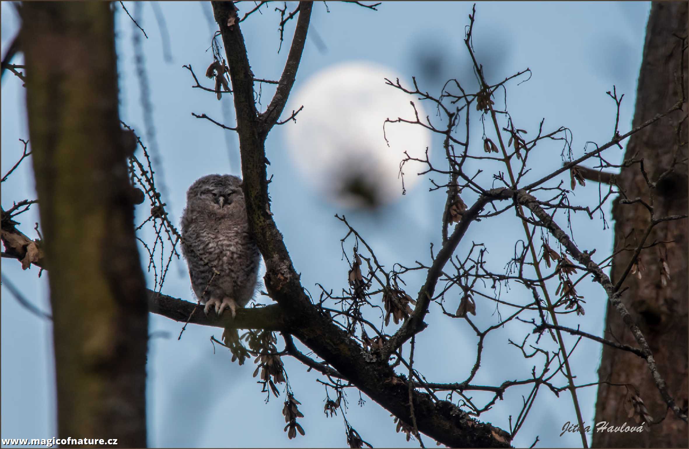 Fotohrátky s puštíkem - Foto Jitka Havlová 0326 (3)