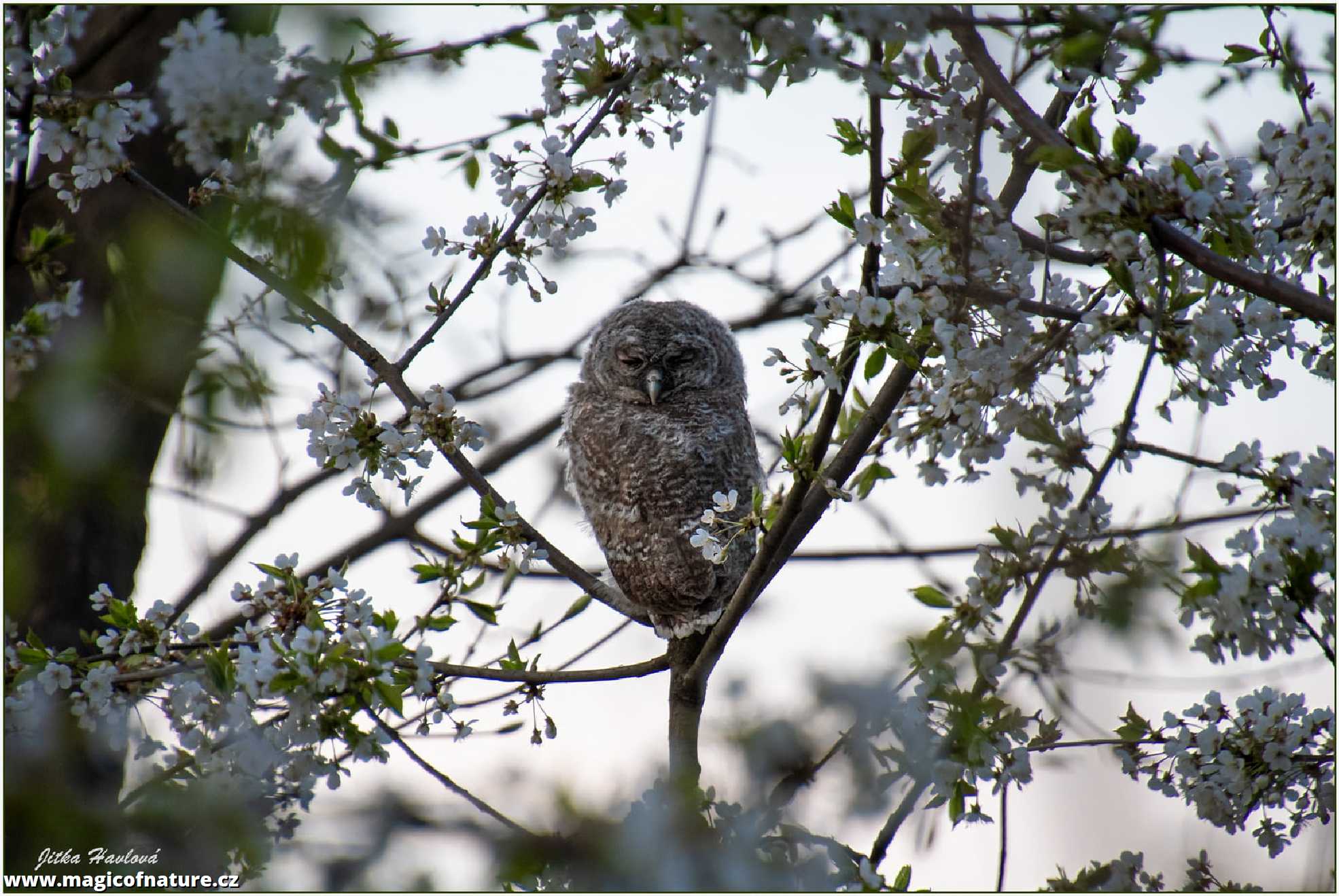 Fotohrátky s puštíkem - Foto Jitka Havlová 0326 (4)