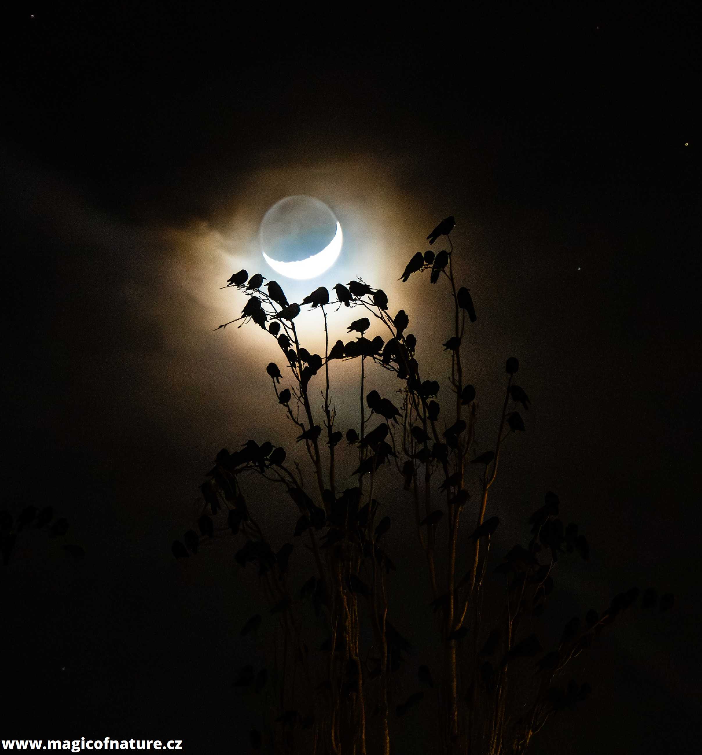Havrani za svitu měsíce - Foto Jitka Havlová 0326