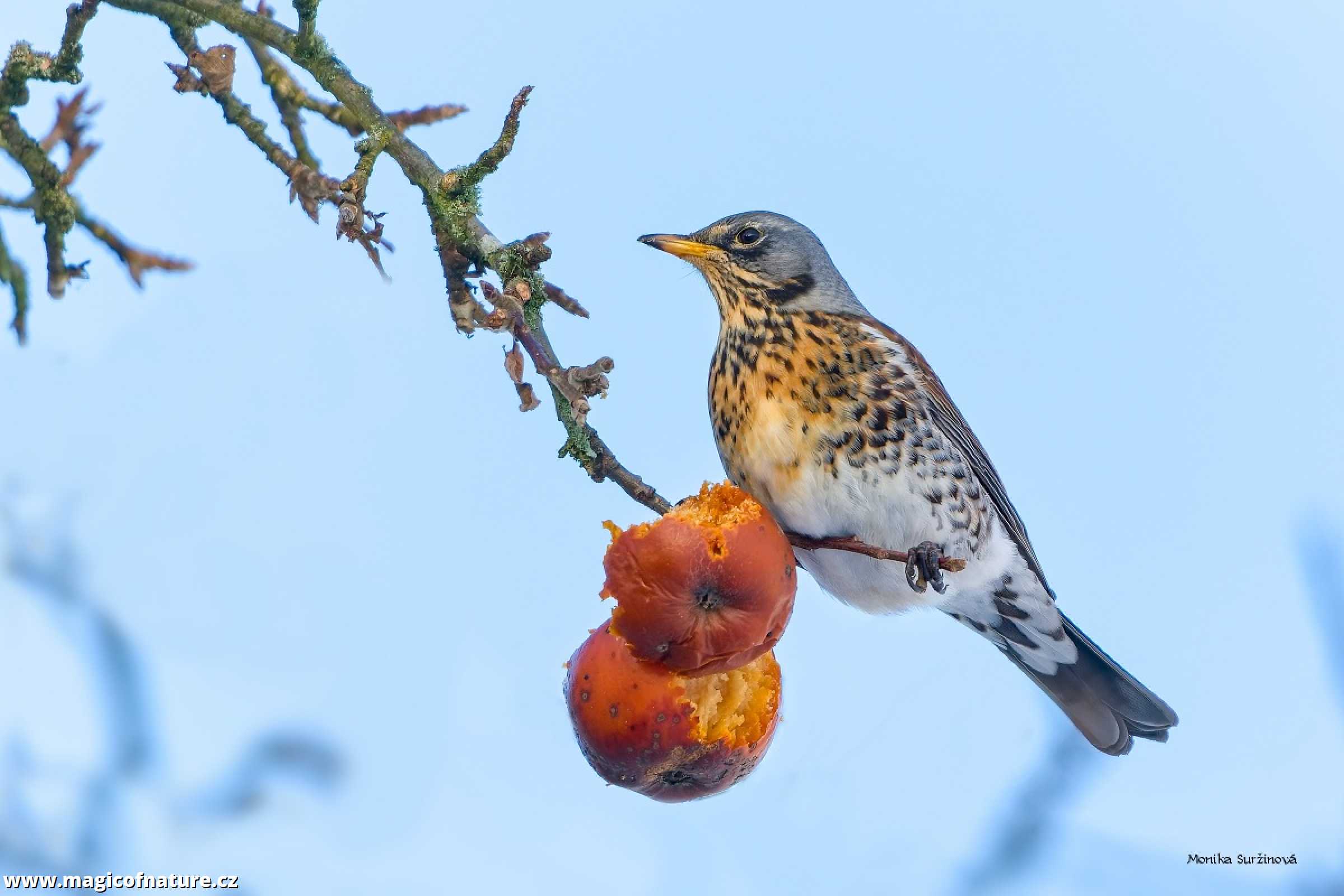 Drozd kvíčala - v mrazech na jabloni - Foto Monika Suržinová 0126