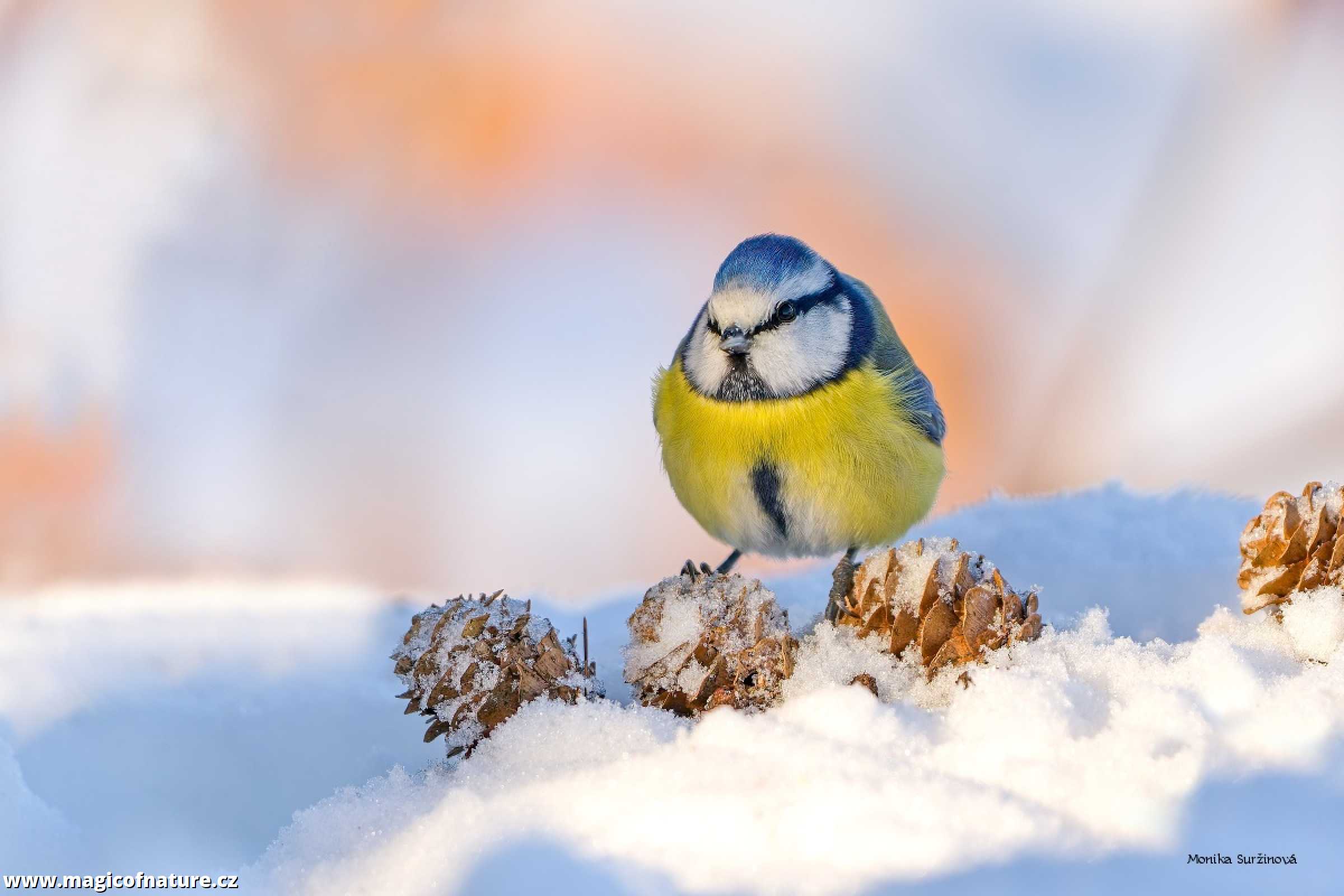 Modřinka - lednová - Foto Monika Suržinová 0126
