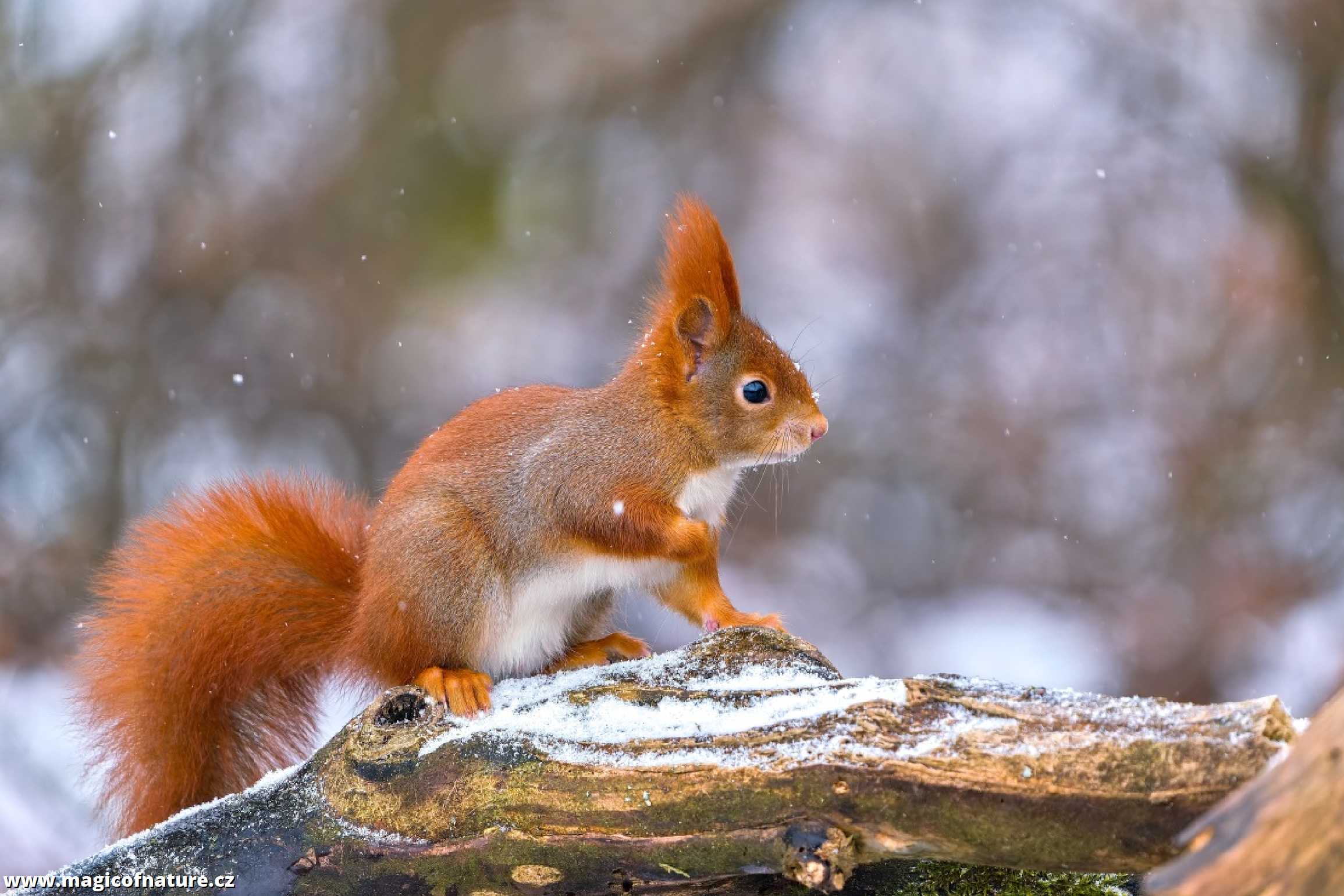 Zrzečka u lesního krmítka - Foto Monika Suržinová 0126 (2)