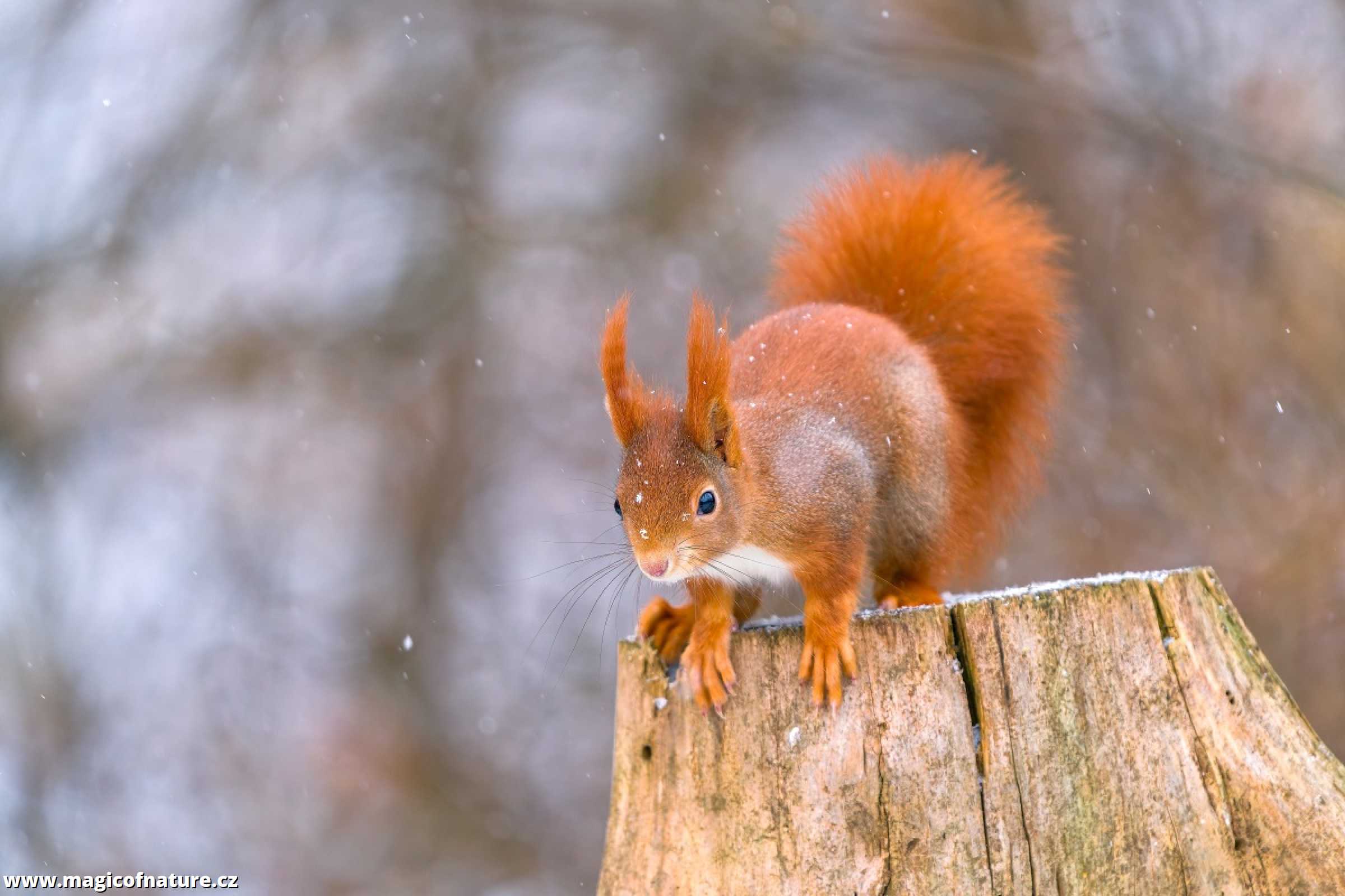 Zrzečka u lesního krmítka - Foto Monika Suržinová 0126 (5)