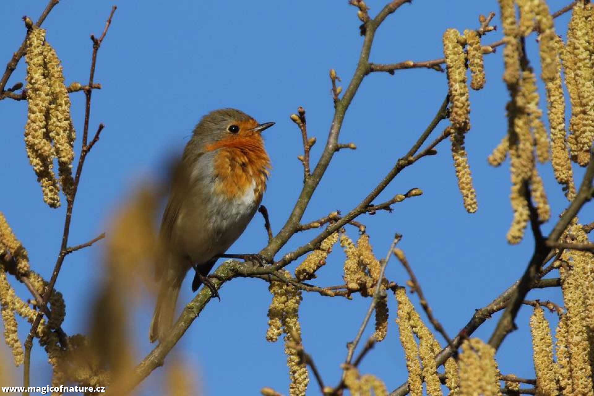 Červenka na lísce - Foto Irena Wenischová 0326